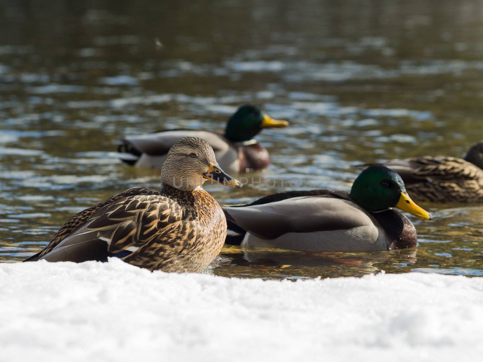 Ducks by the river in winter