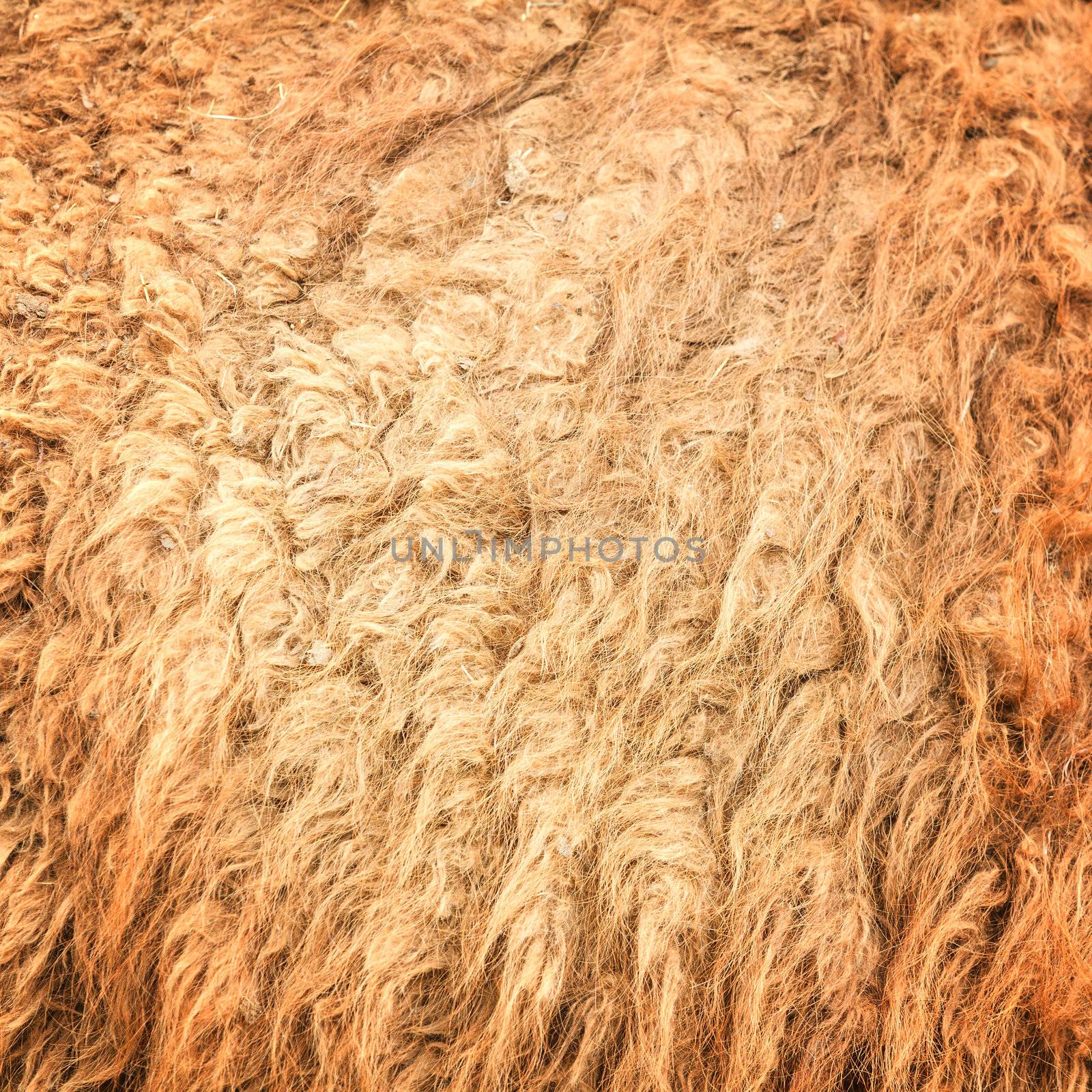 The camel wool fabric texture pattern.Background.
Stock Photo: