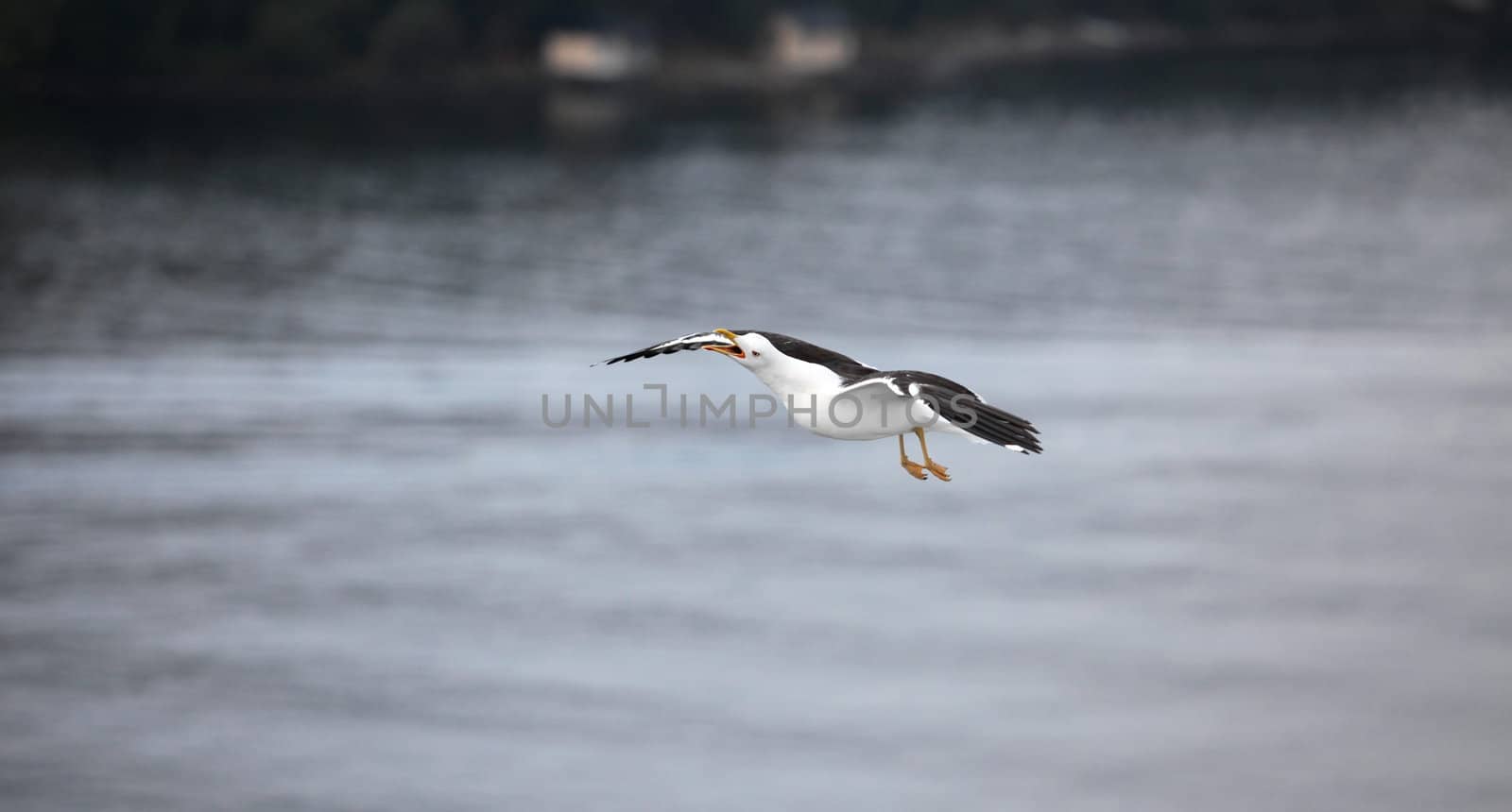 Seagull cries in flight view close to