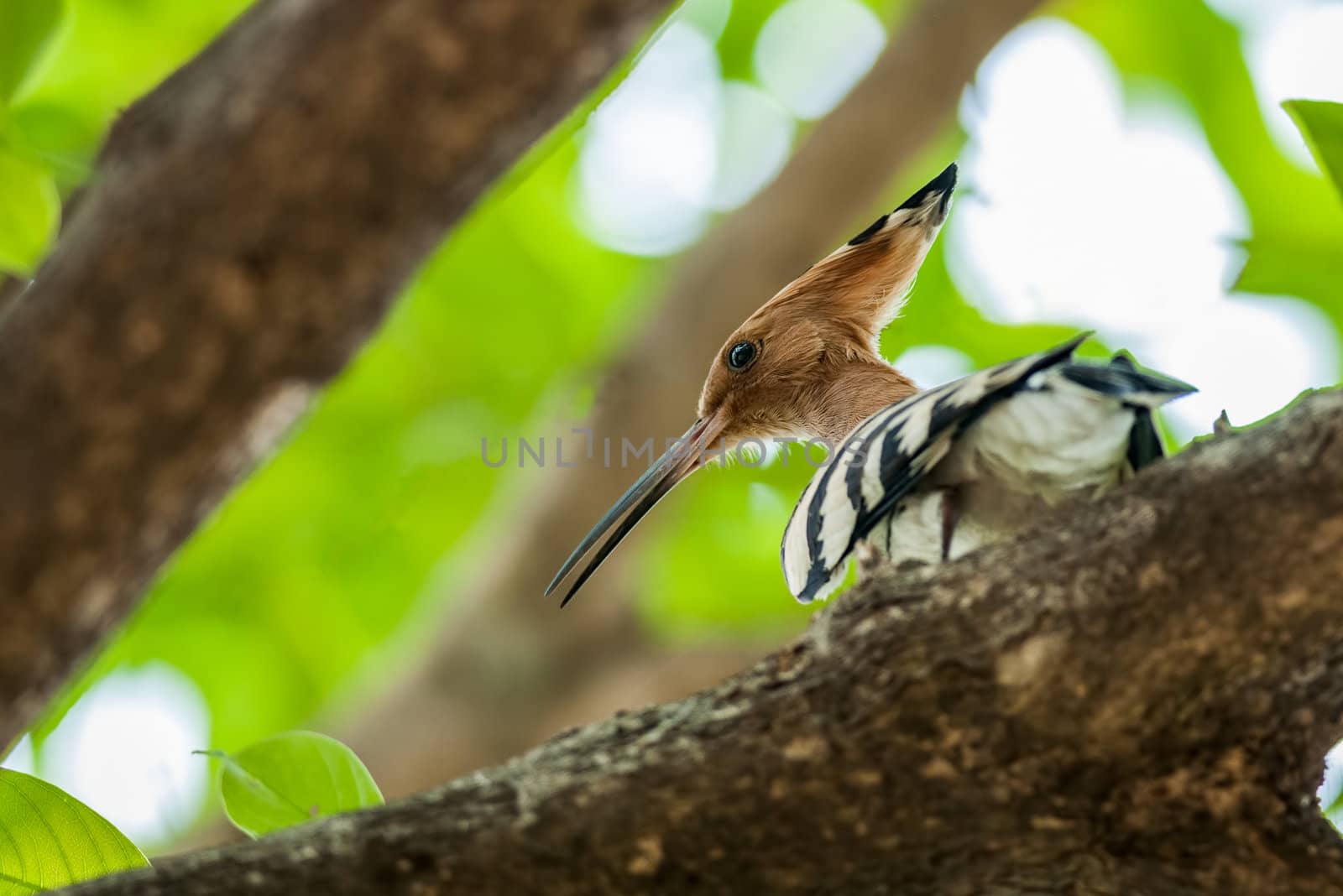 Common Hoopoe, Upupa epops, bird, perched on tree branch, sunlight, leaves, green, copy space
