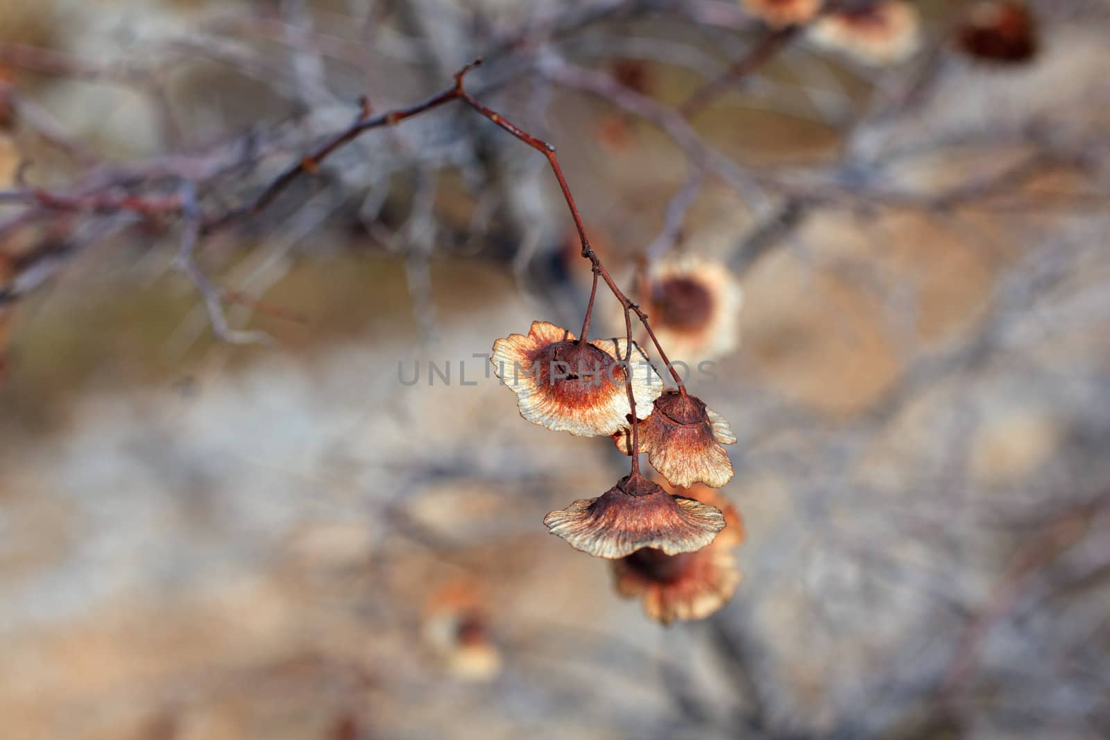 Close up of Dried leaves on branch