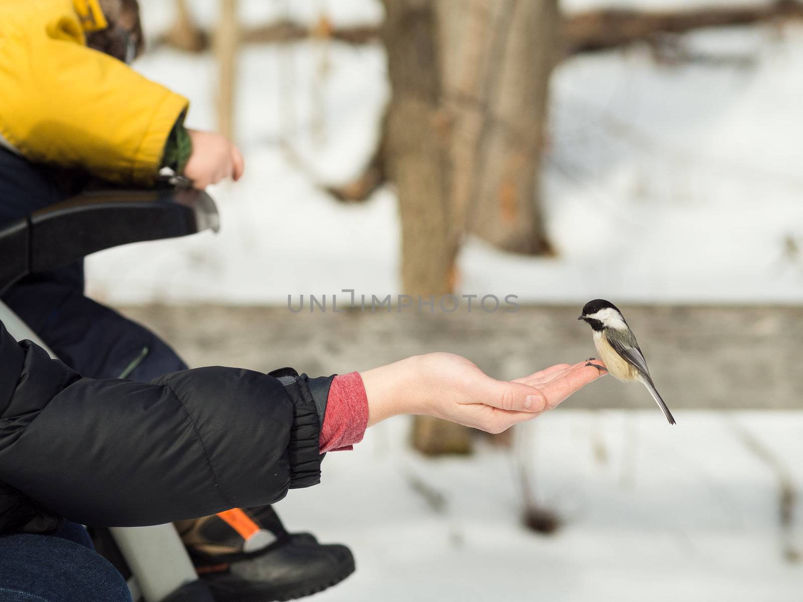 Woman feeding a bird by Talanis