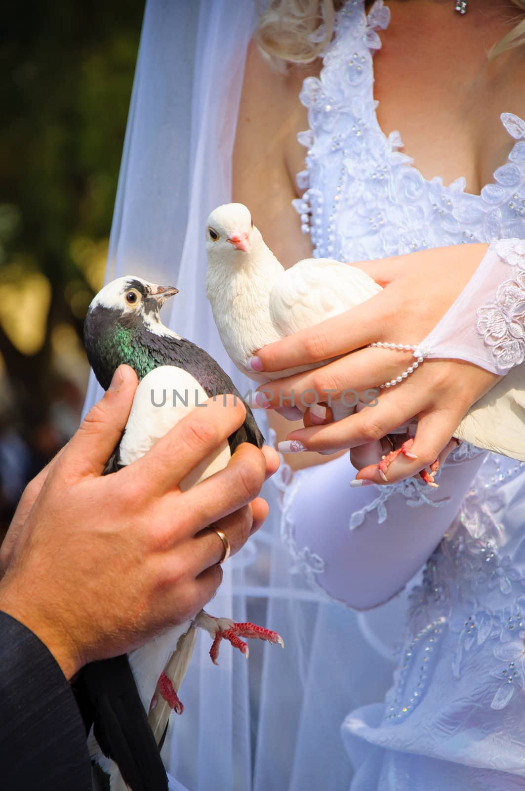 Pair of wedding pigeons in hands