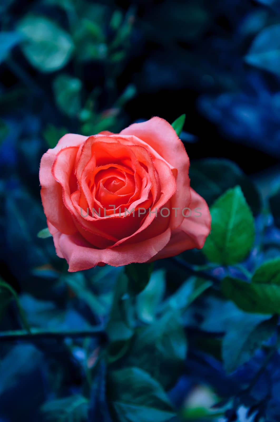 red rose on a dark background