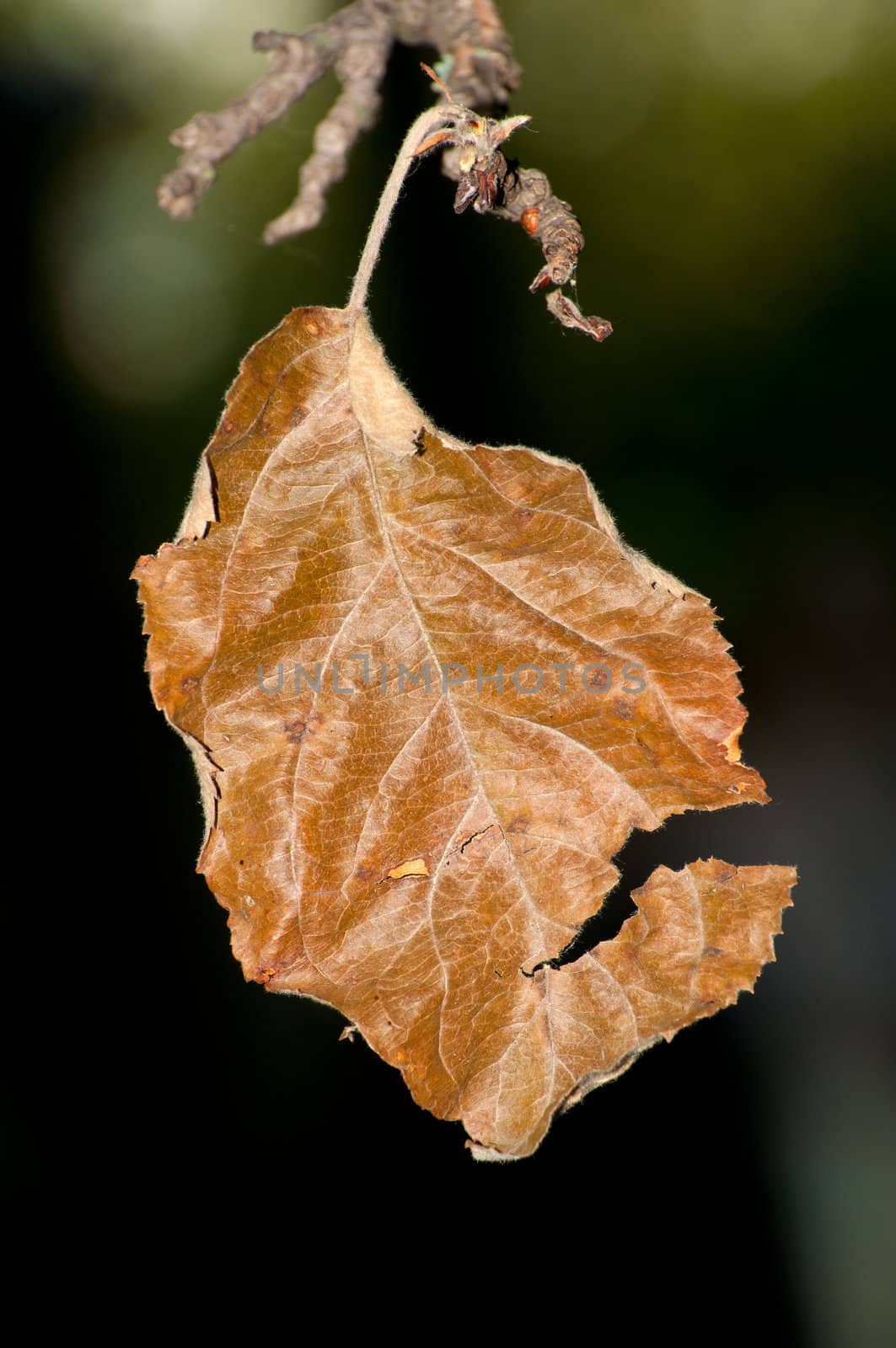 dried leaf on a branch