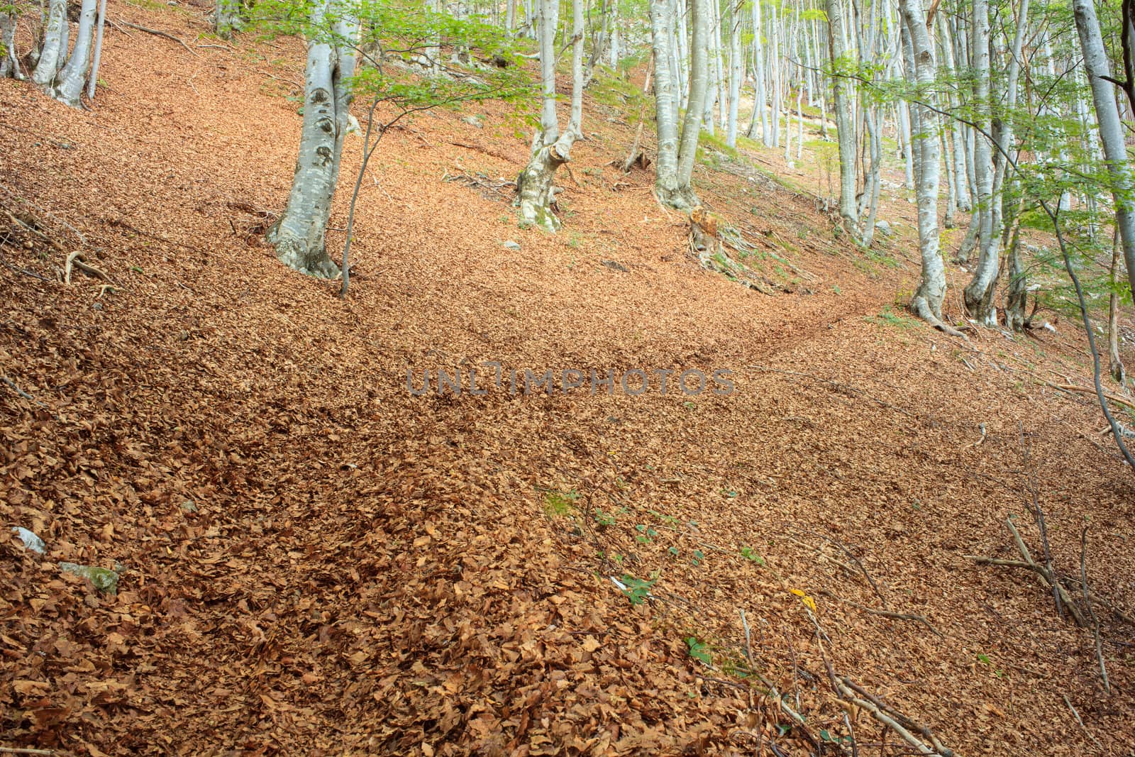 View of a beech forest in the summer season - Slovenia
