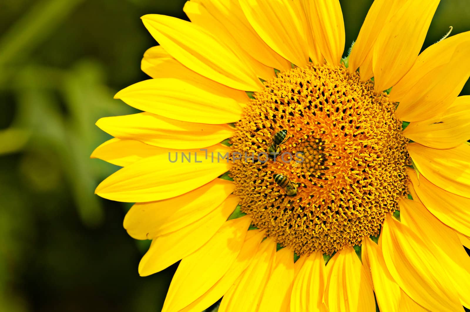 The Yellow sunflower is pollinated by bees