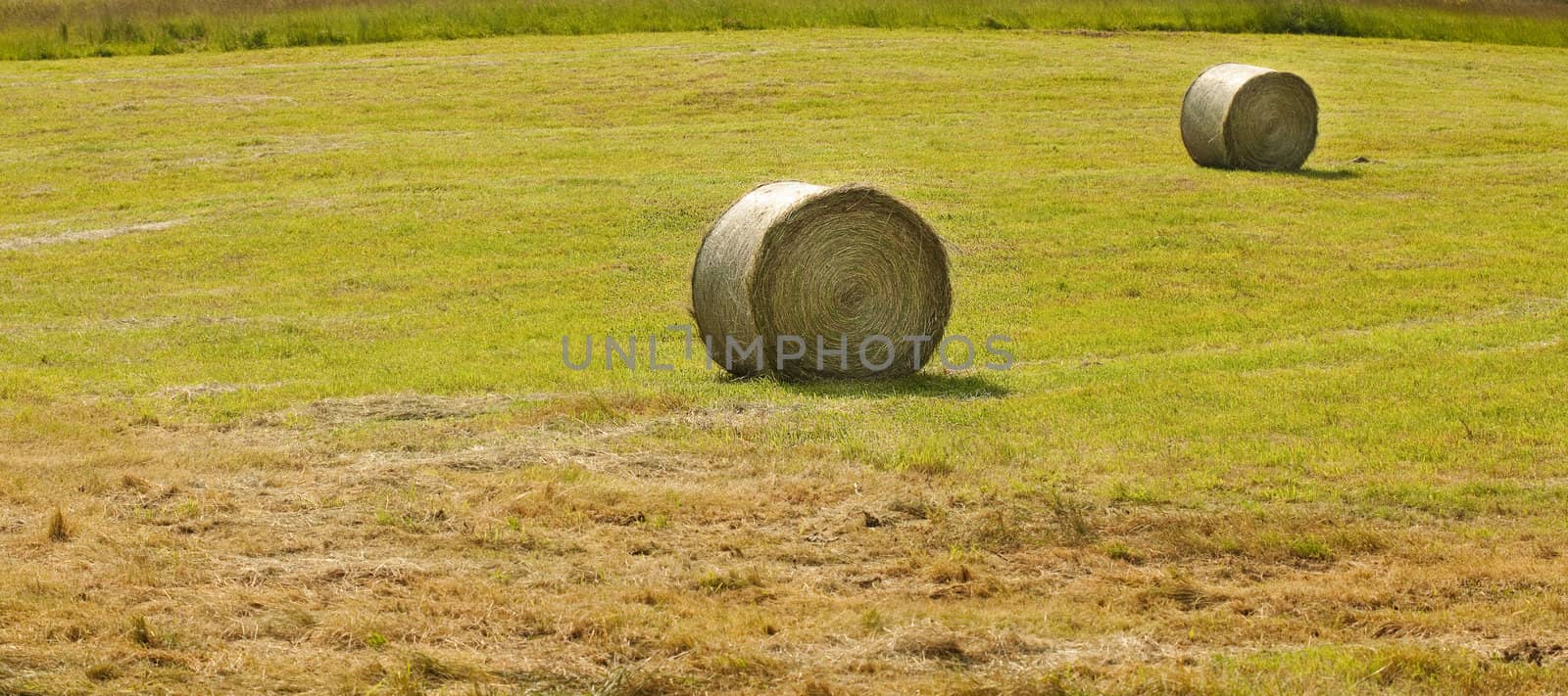 Round haystacks in a field