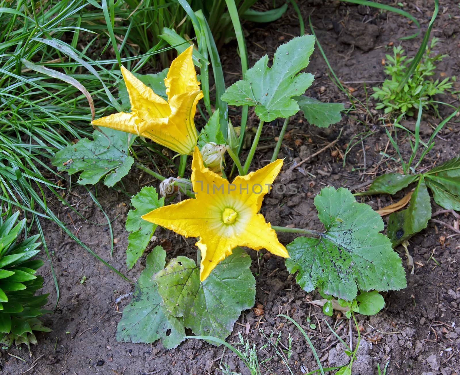 flowers of zucchini covered by the morning dew