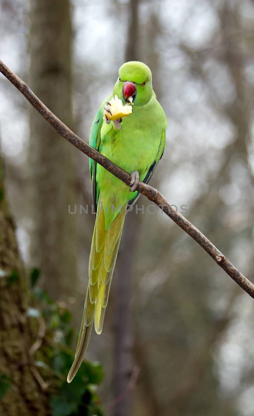Collared parakeet eating a small end of apple, forest in France by neko92vl