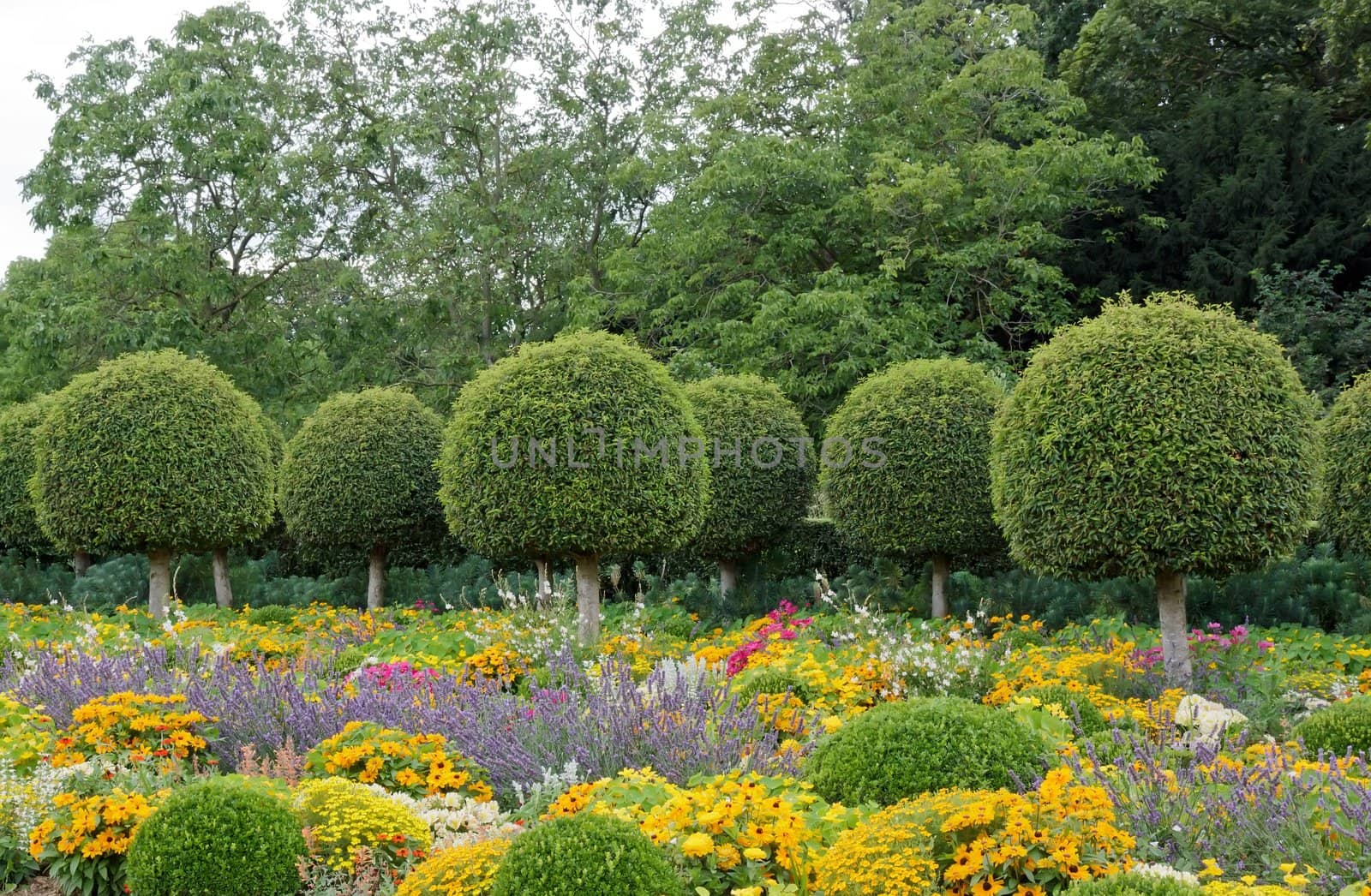 Formal garden, flowers and box tree cut  France by neko92vl