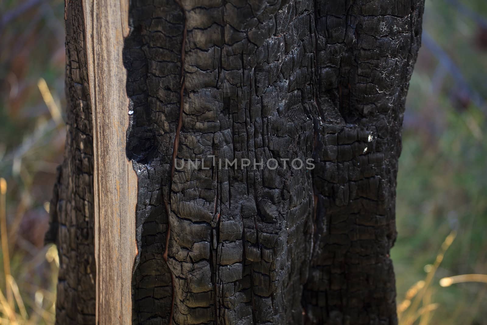 Close up of a black burned wood