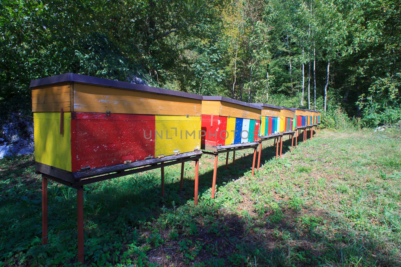View of Rural wooden beehives on meadow