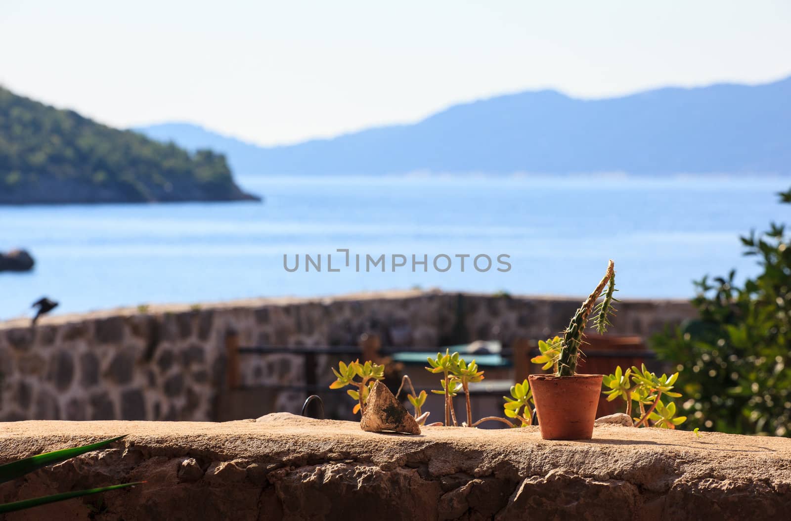 Plants in the pots, Brsecine in Croatia
