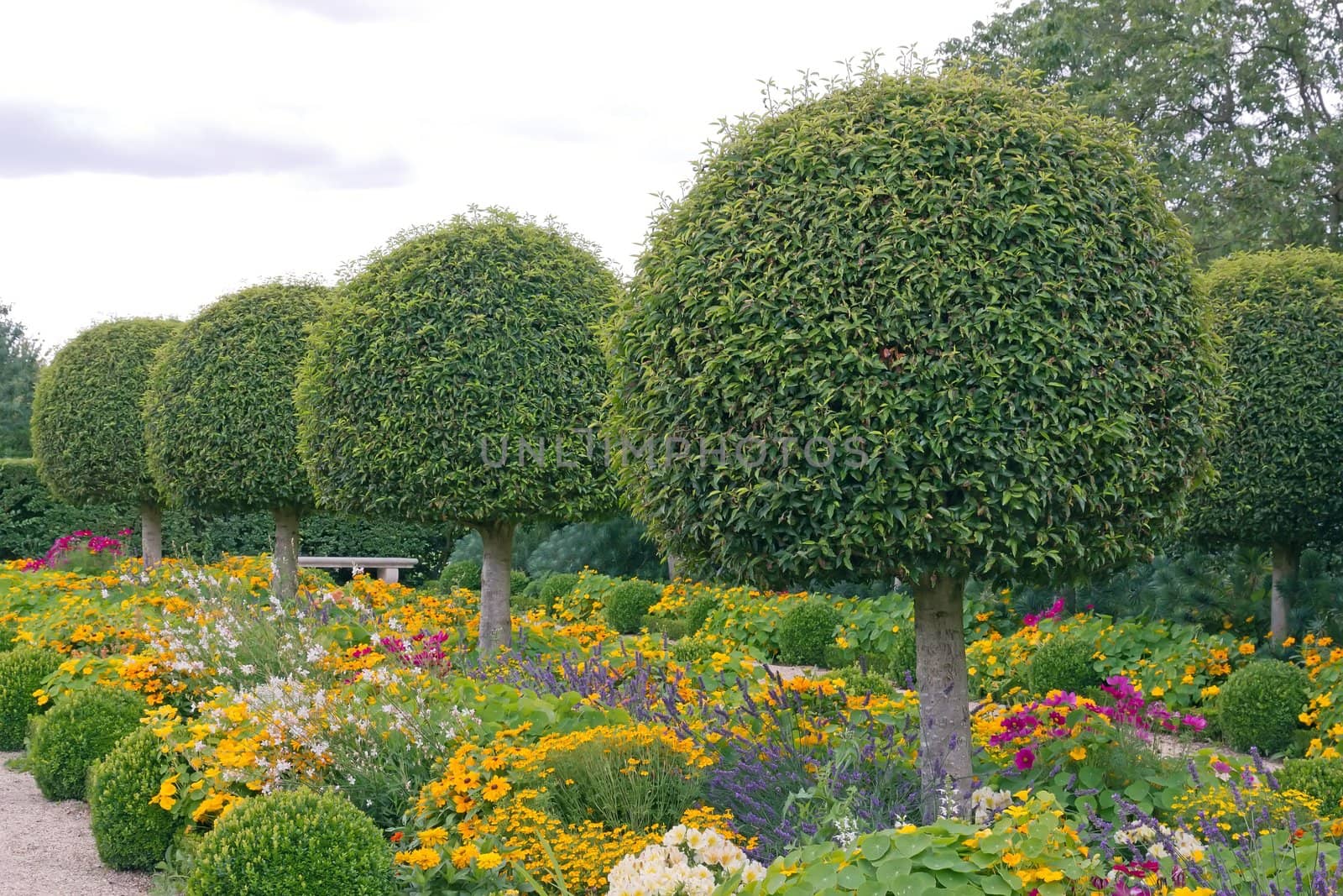Formal garden, flowers and box tree cut  France