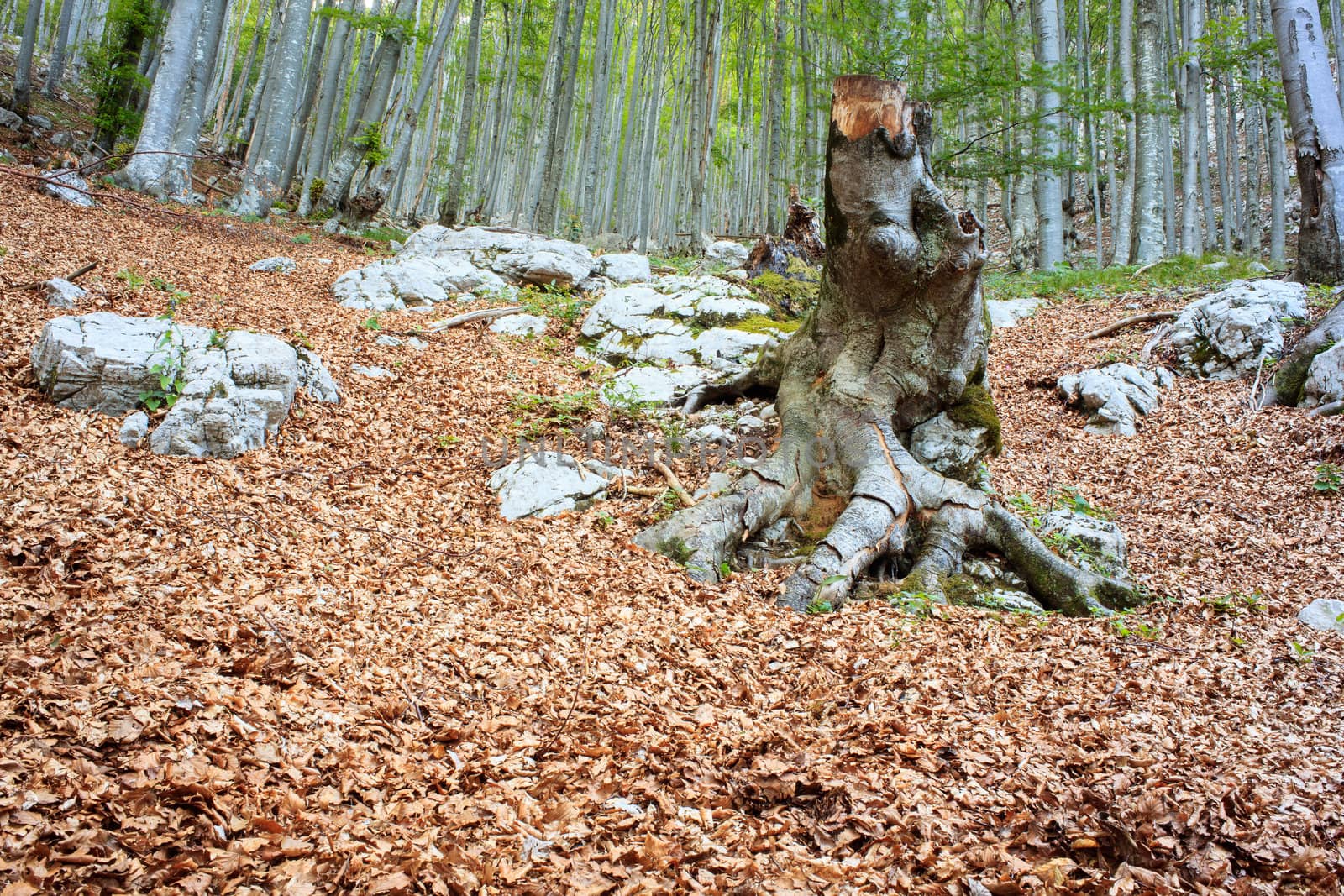 View of a beech forest in the summer season - Slovenia
