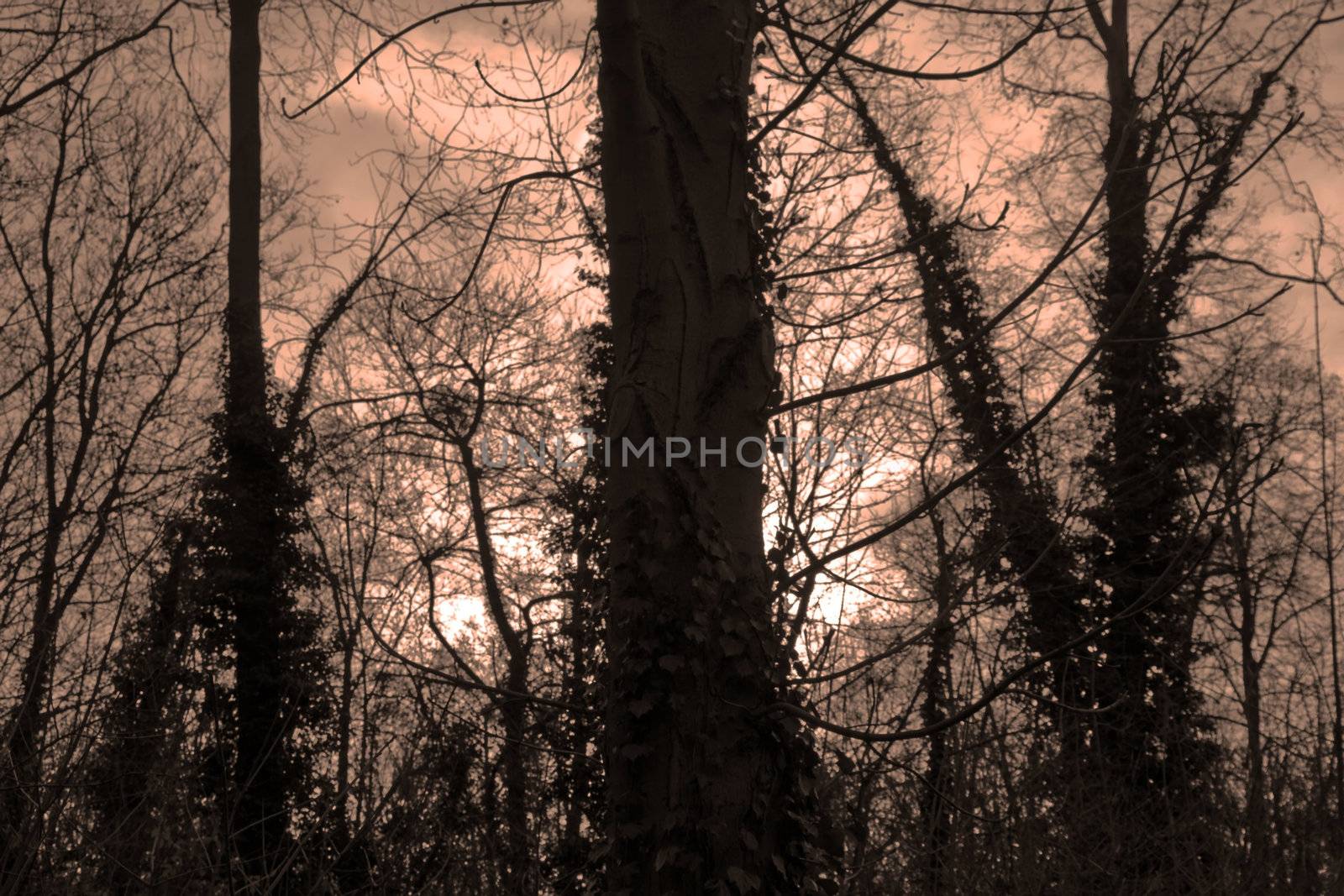 Forest in the twilight, lighting effect and atmosphere