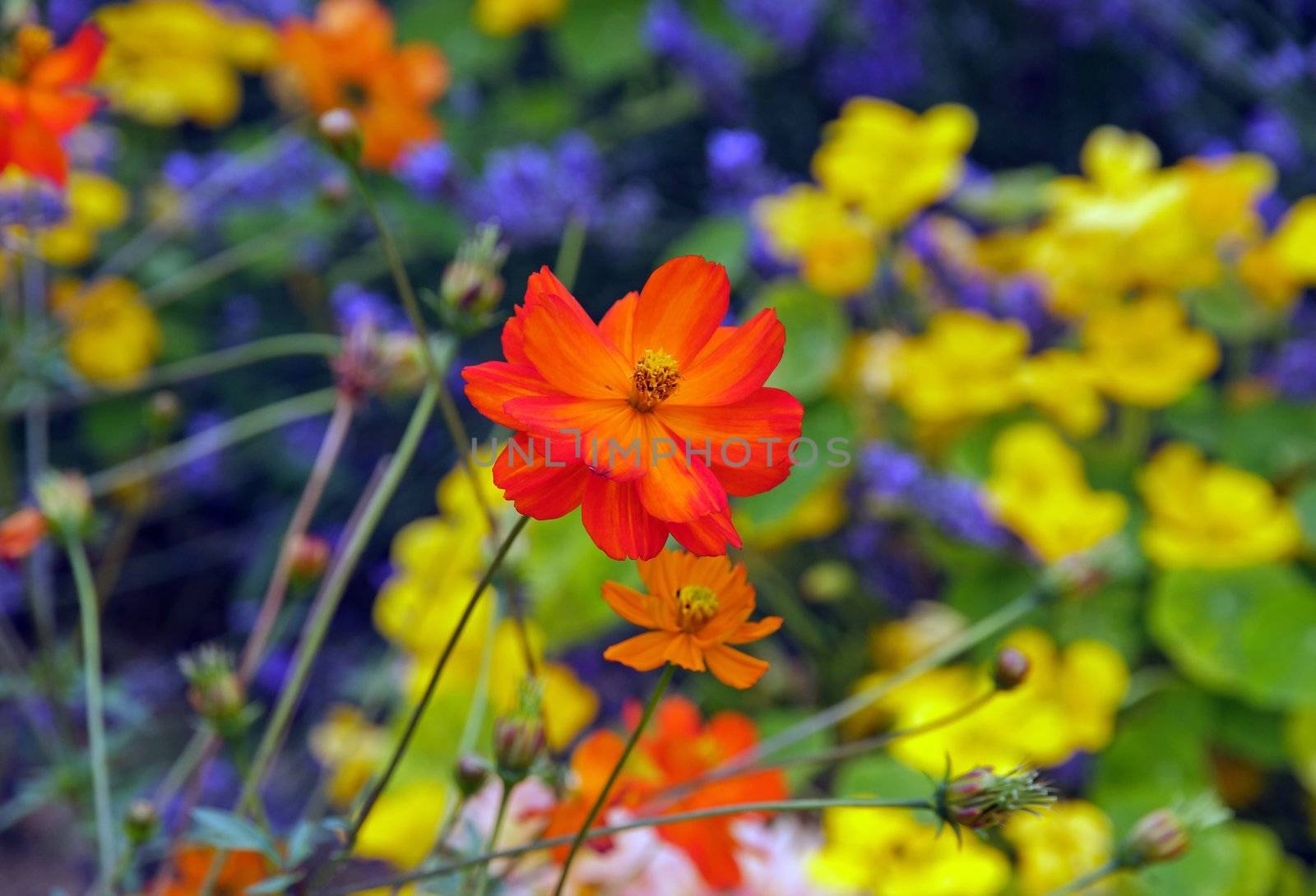 Orange cosmos, summer flower garden in France by neko92vl