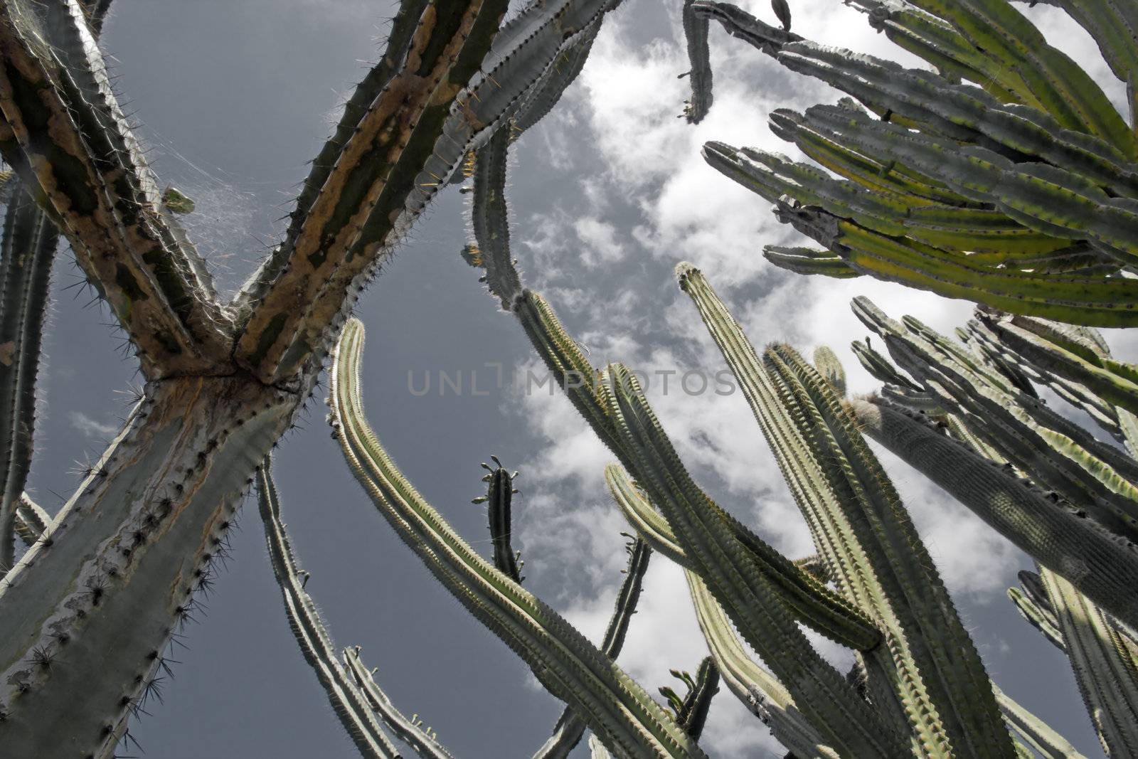 Under the cactus  island of Madeira