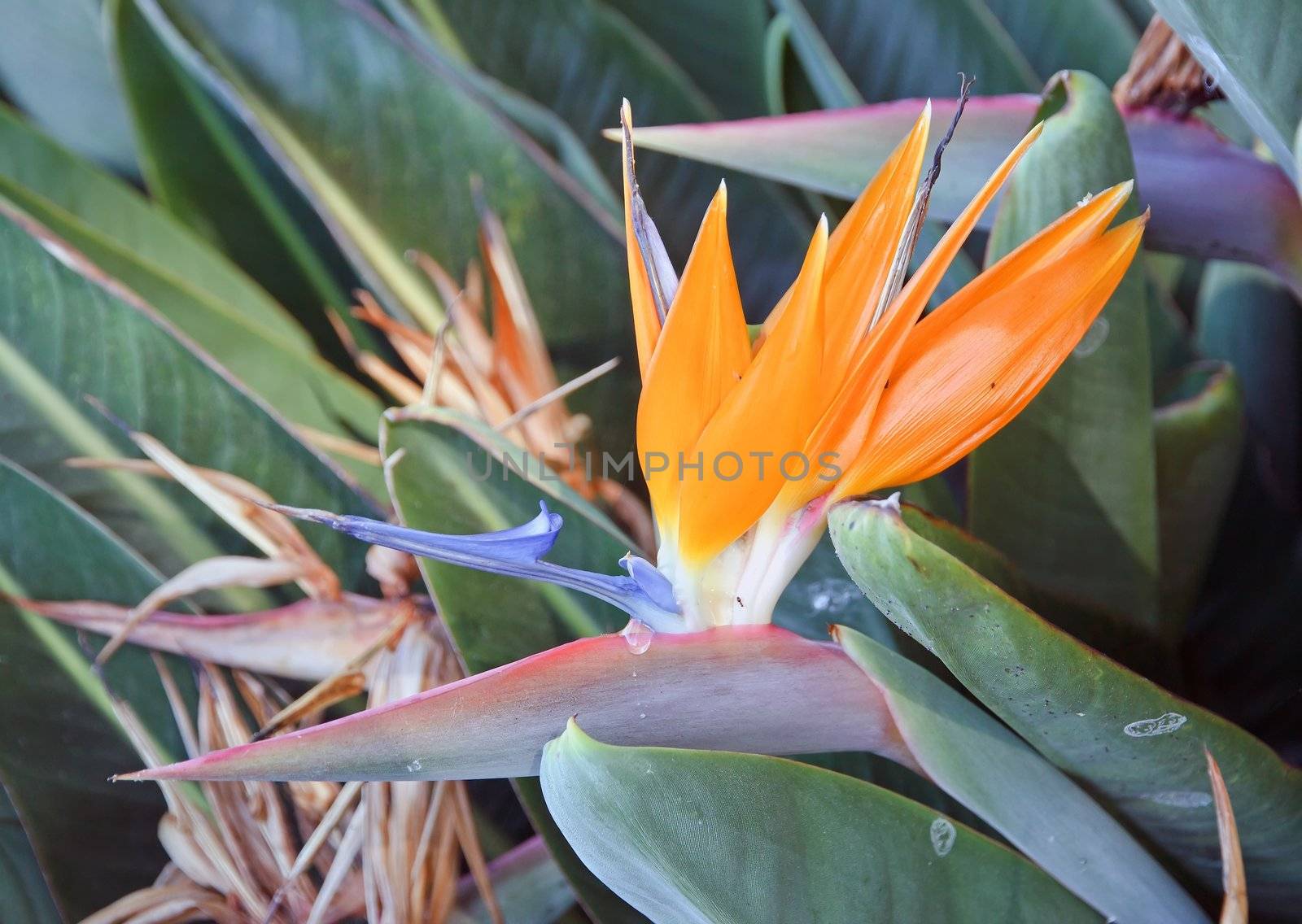 Exotic flower, estrelizia, island of Madeira by neko92vl