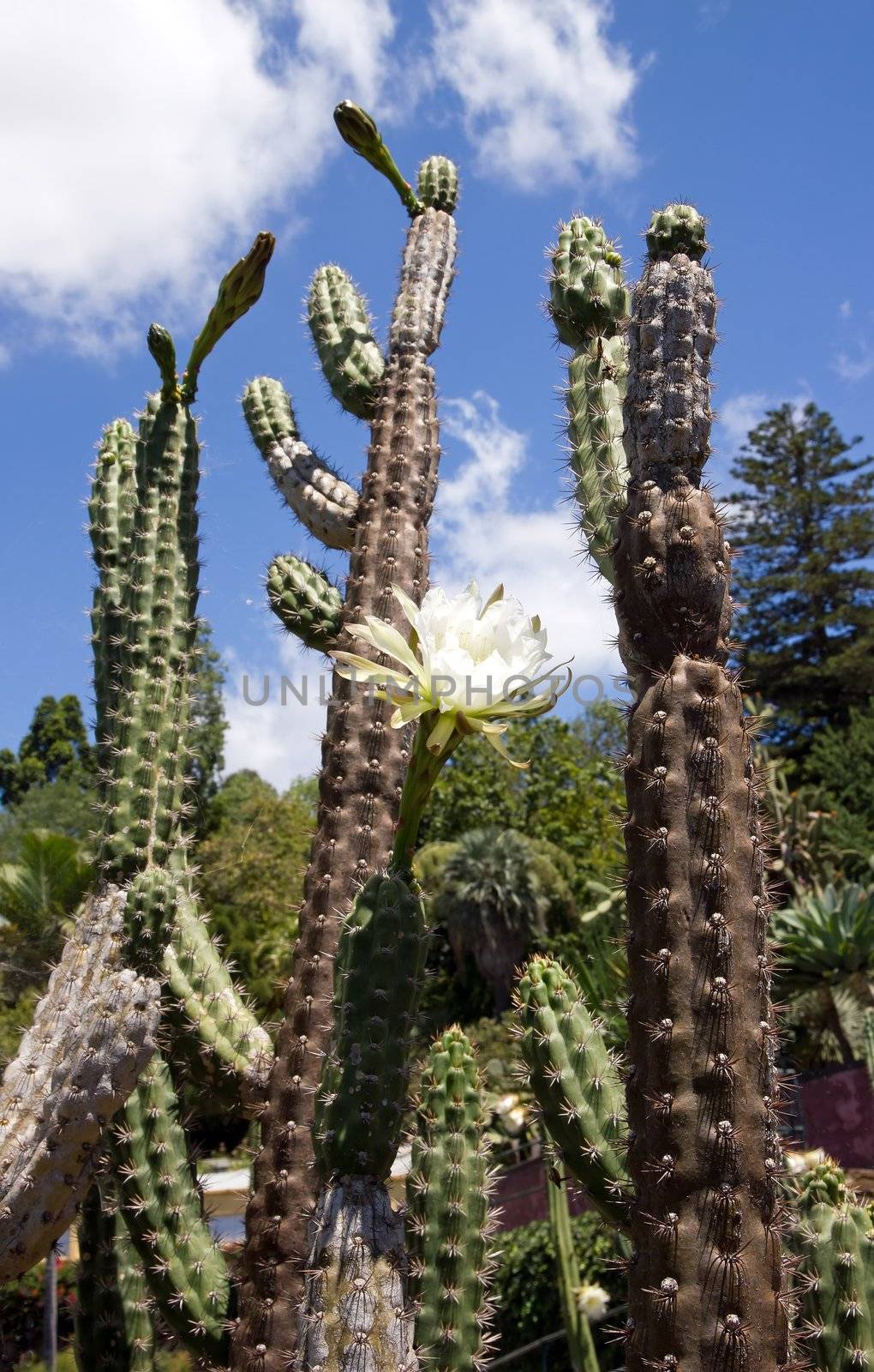 Cactus in flower  island of Madeira by neko92vl