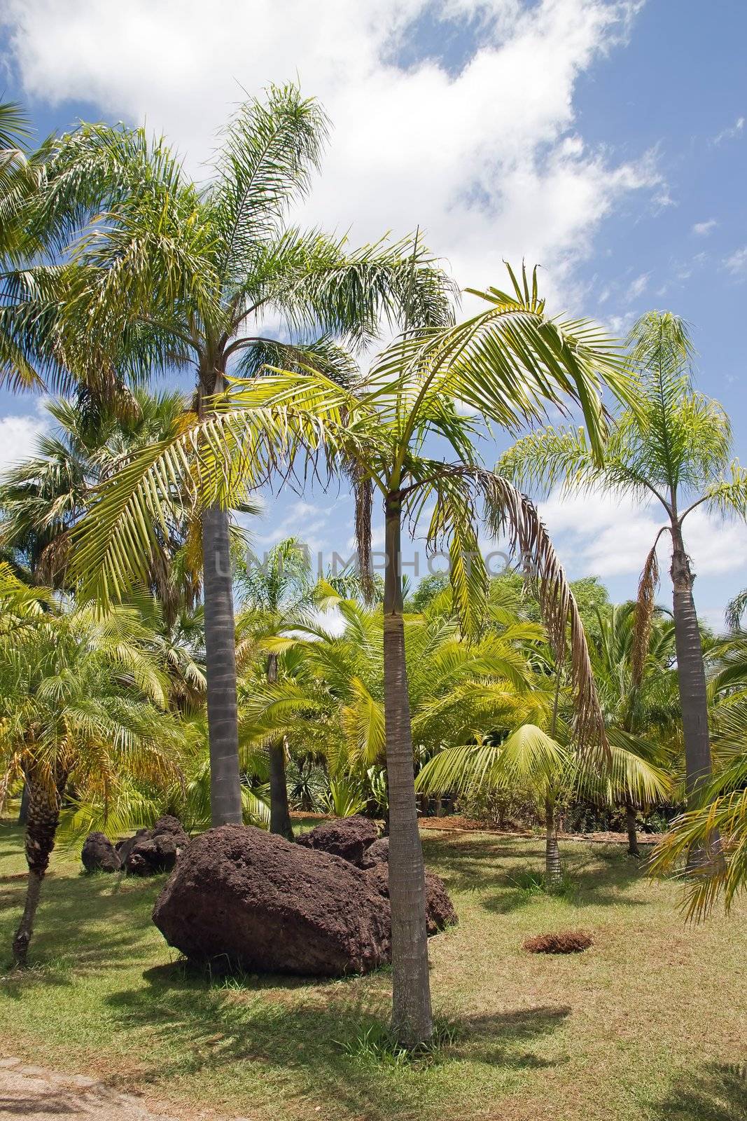 Palm grove in summer on the island of Madeira