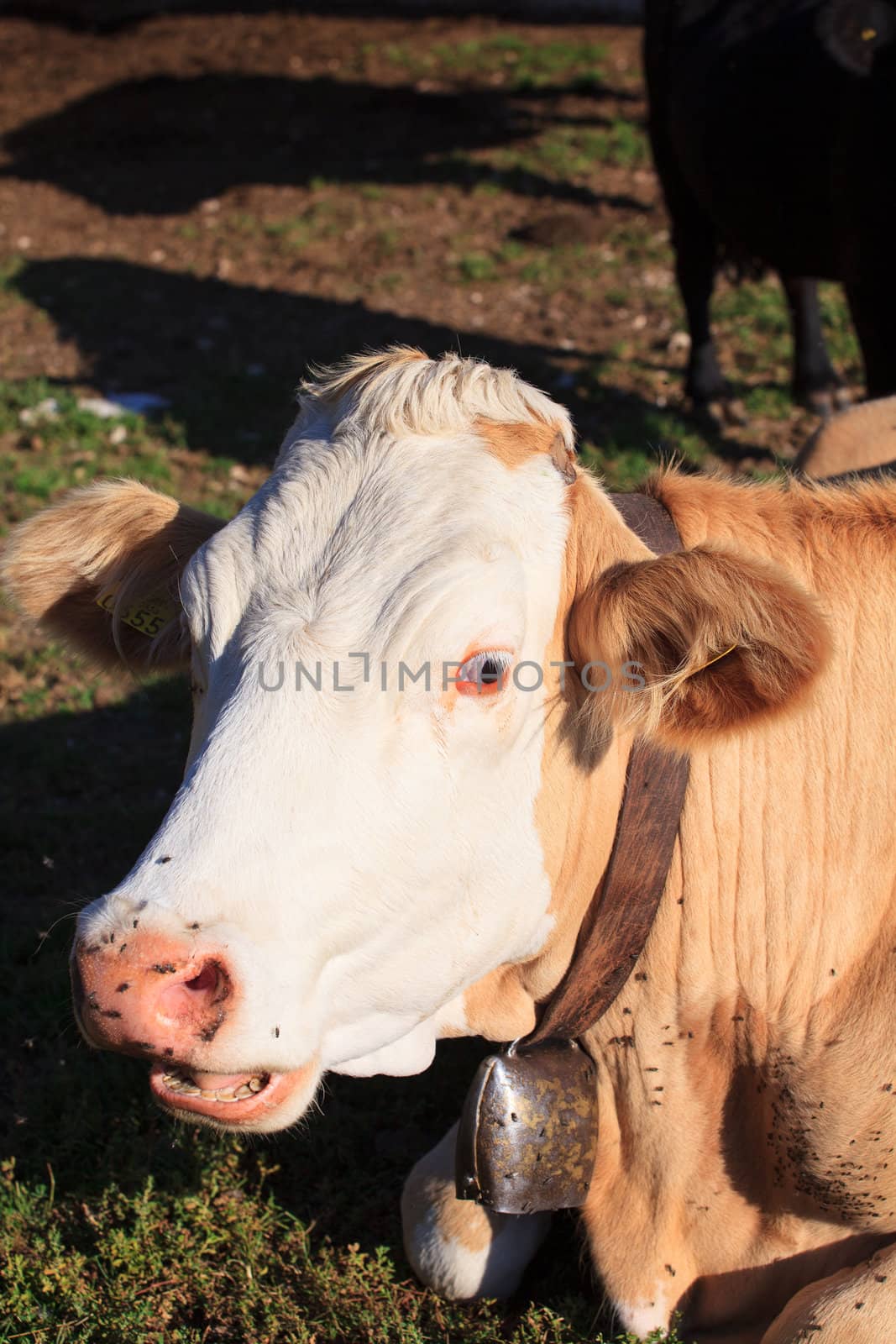 Cow grazing in the meatdown