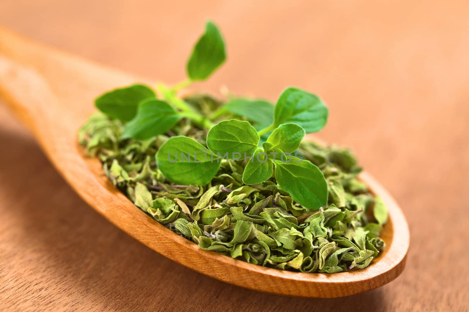 Oregano by ildi