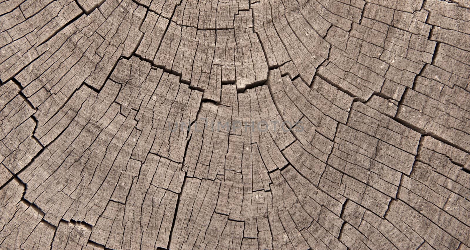 Crossection of weathered and worn tree rings