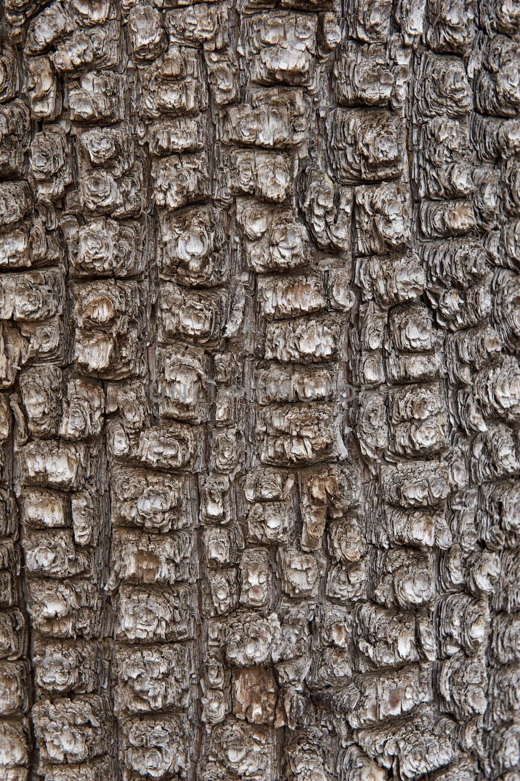 A background of very rough Aligator Juniper bark in a vertical orientation