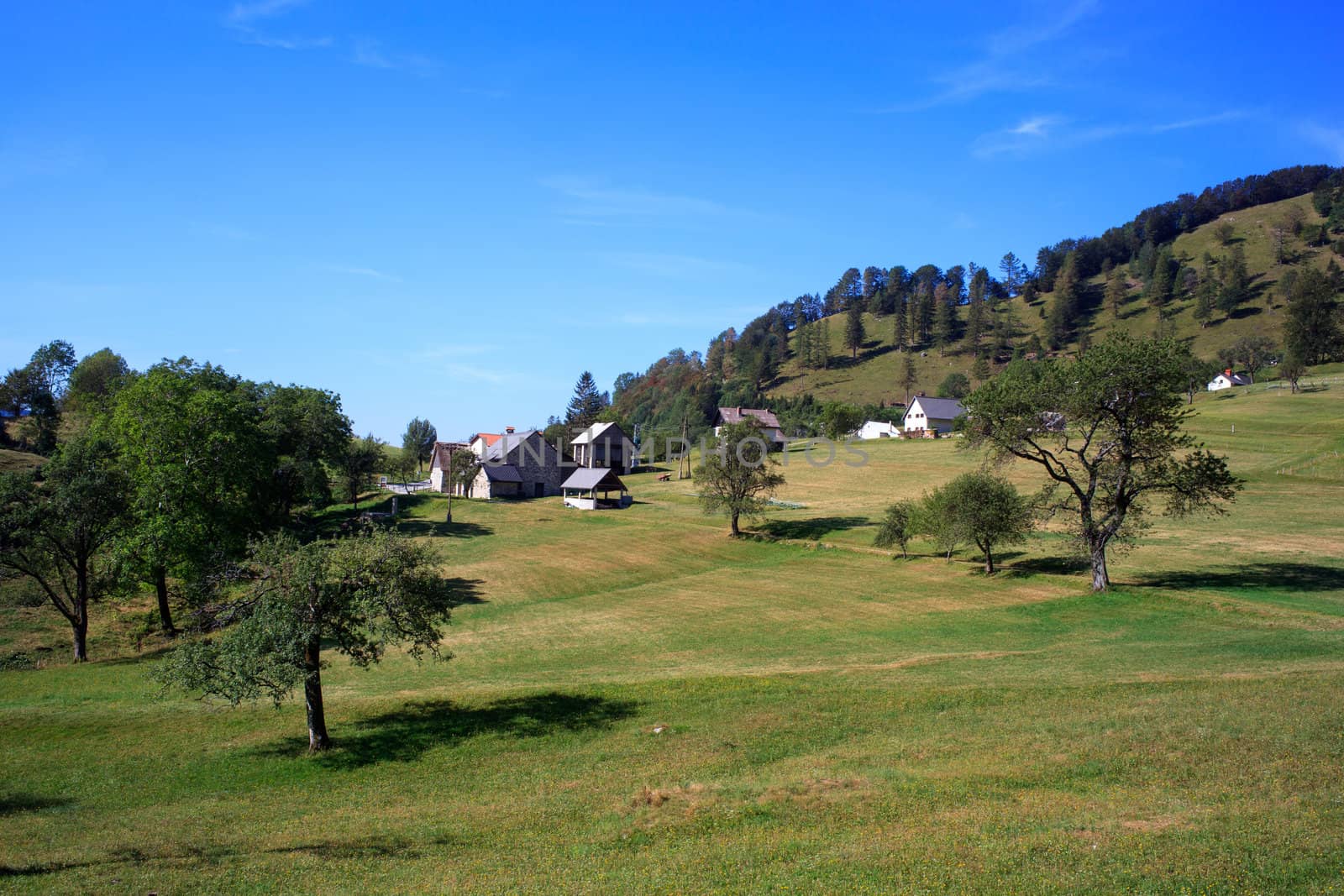 Grass and trees, Tolminske Ravne countryside - Slovenia