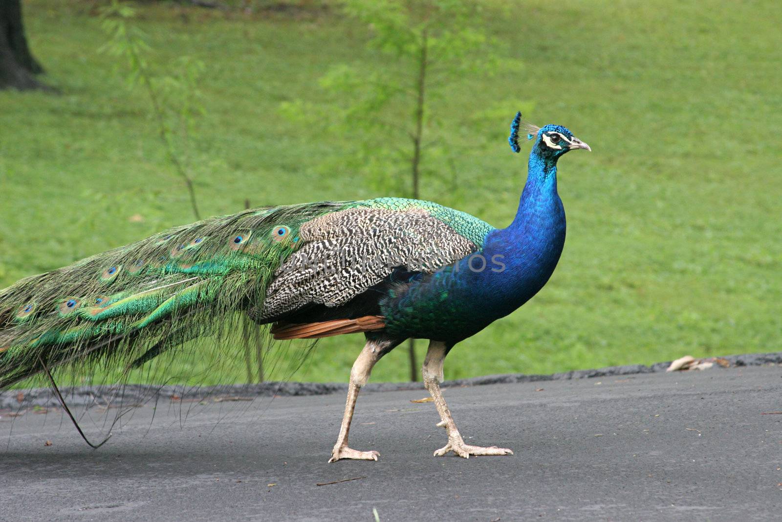a bright blue male peacock with his tailfeathers closed