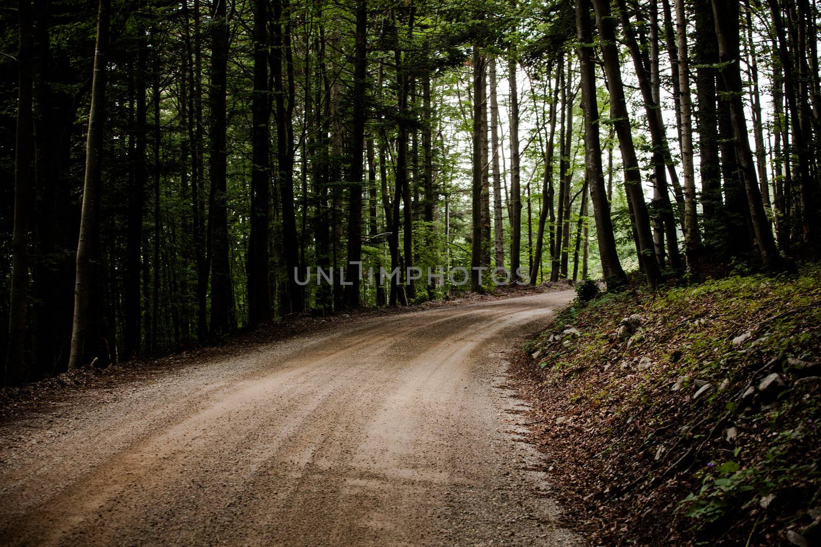Road and trees in the forest of Nanos mountain, Slovenia