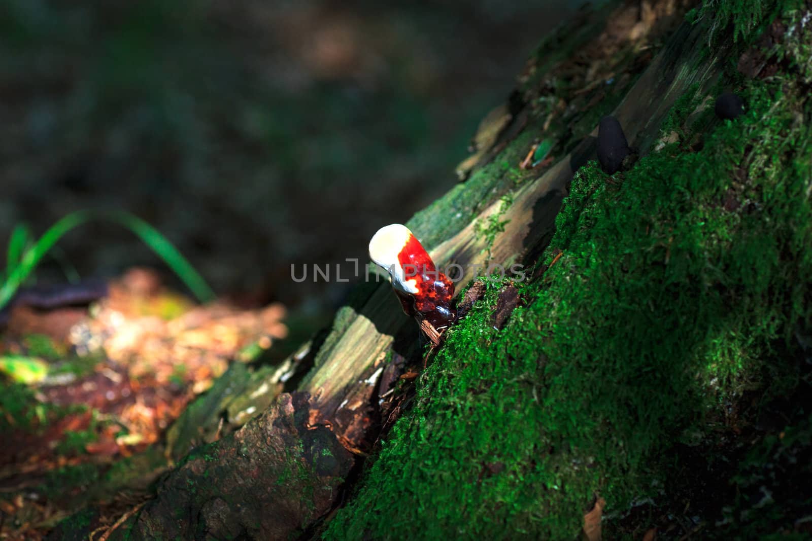 Photo of a Lingzhi mushroom or reishi mushroom - ganoderma lucidum