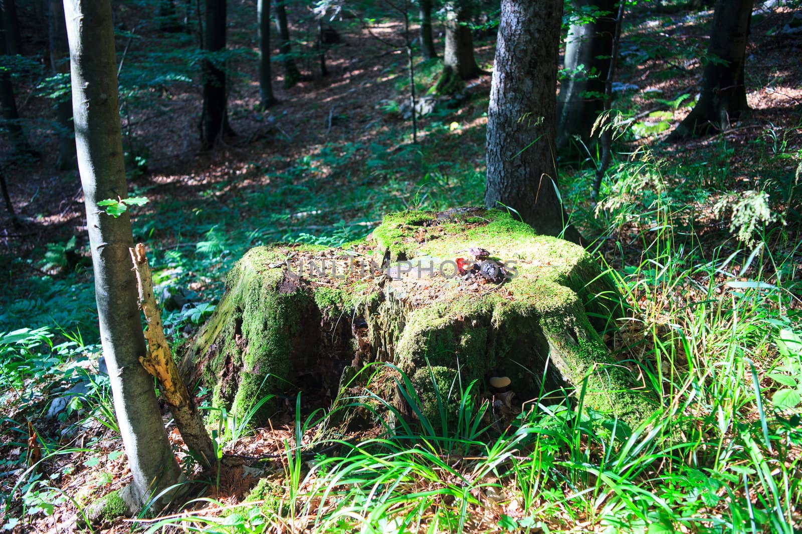 Photo of a Lingzhi mushroom or reishi mushroom - ganoderma lucidum