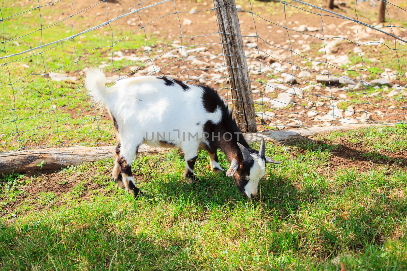 A nice Goat grazing in the field