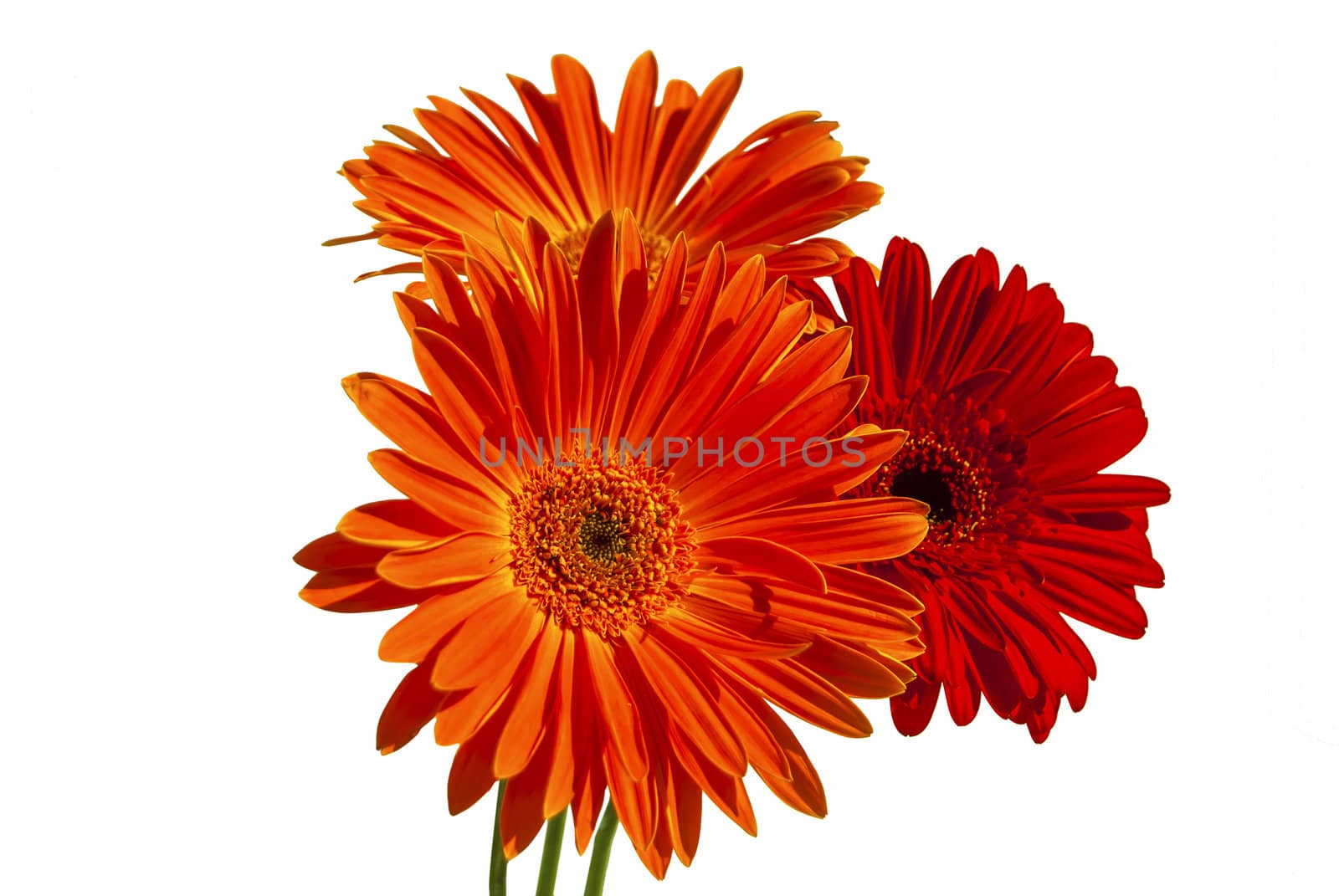 Red and orange Gerber flowers closeup isolated on white background
