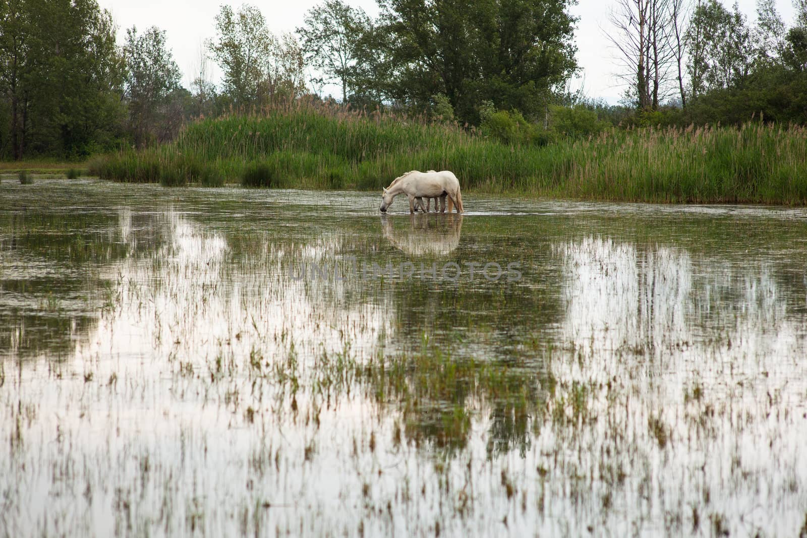 Camargue horses in a swamp - Isola della cona