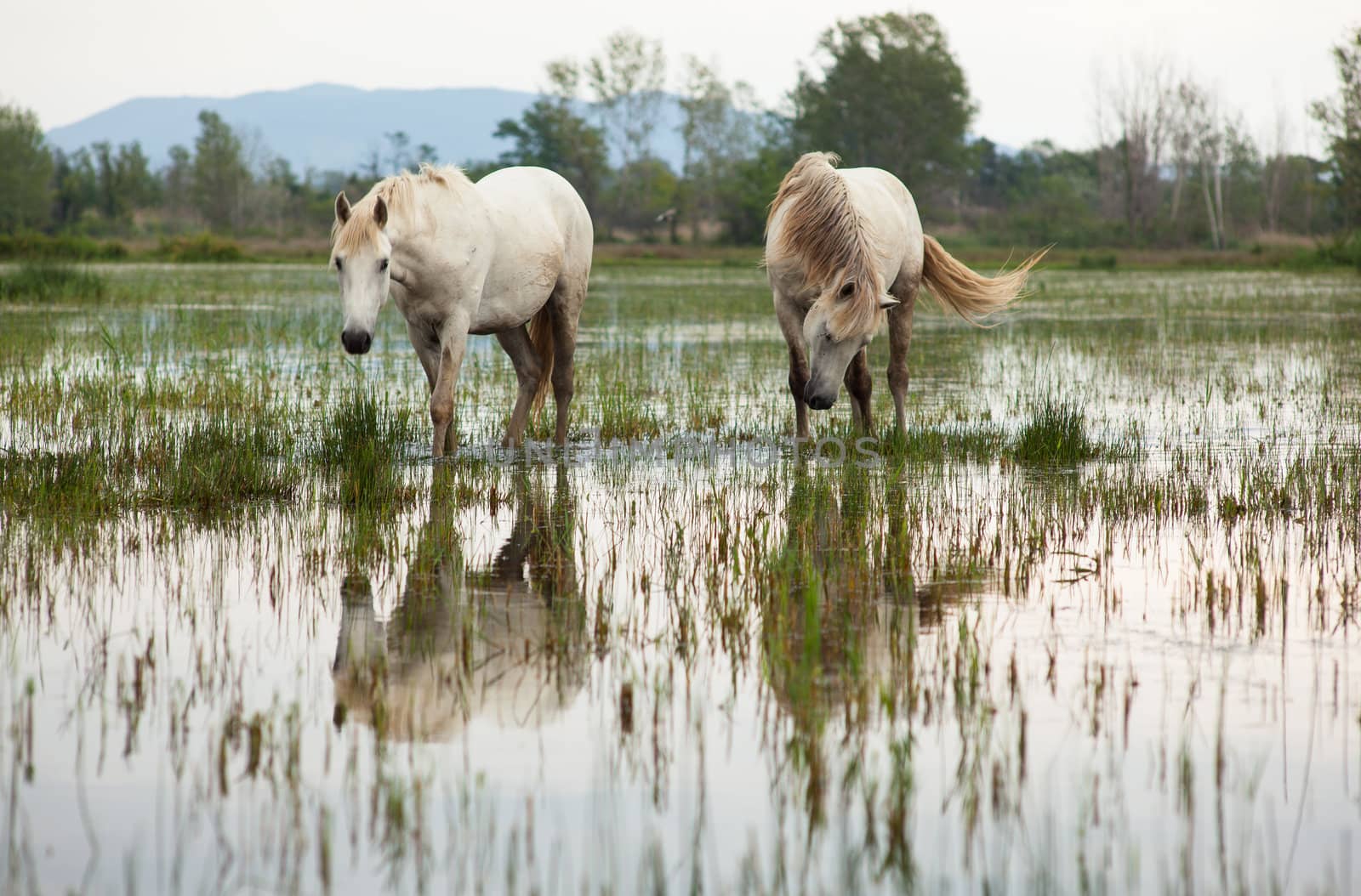 Camargue horses in a swamp - Isola della cona