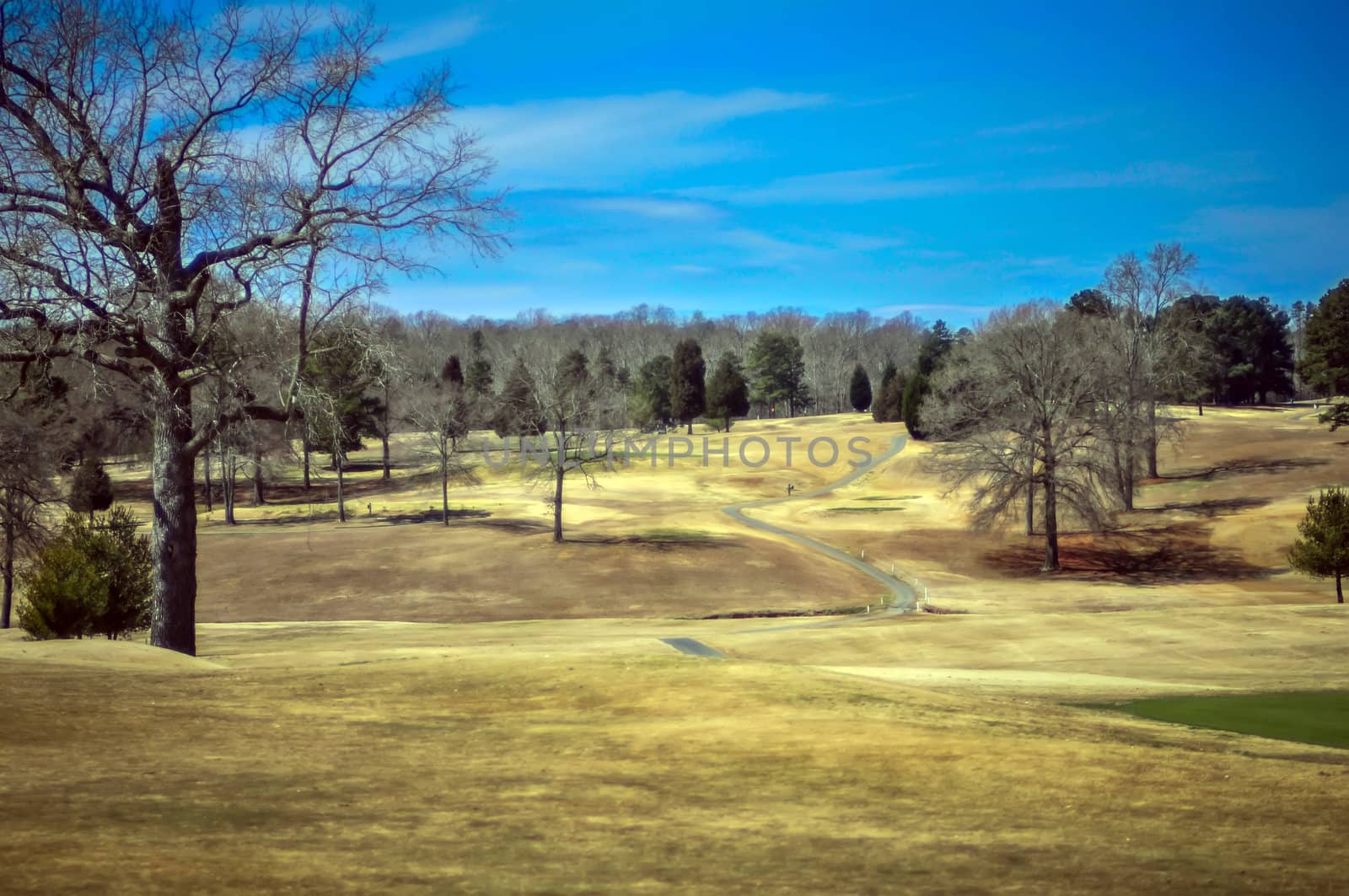 field with dry grass near forest by digidreamgrafix