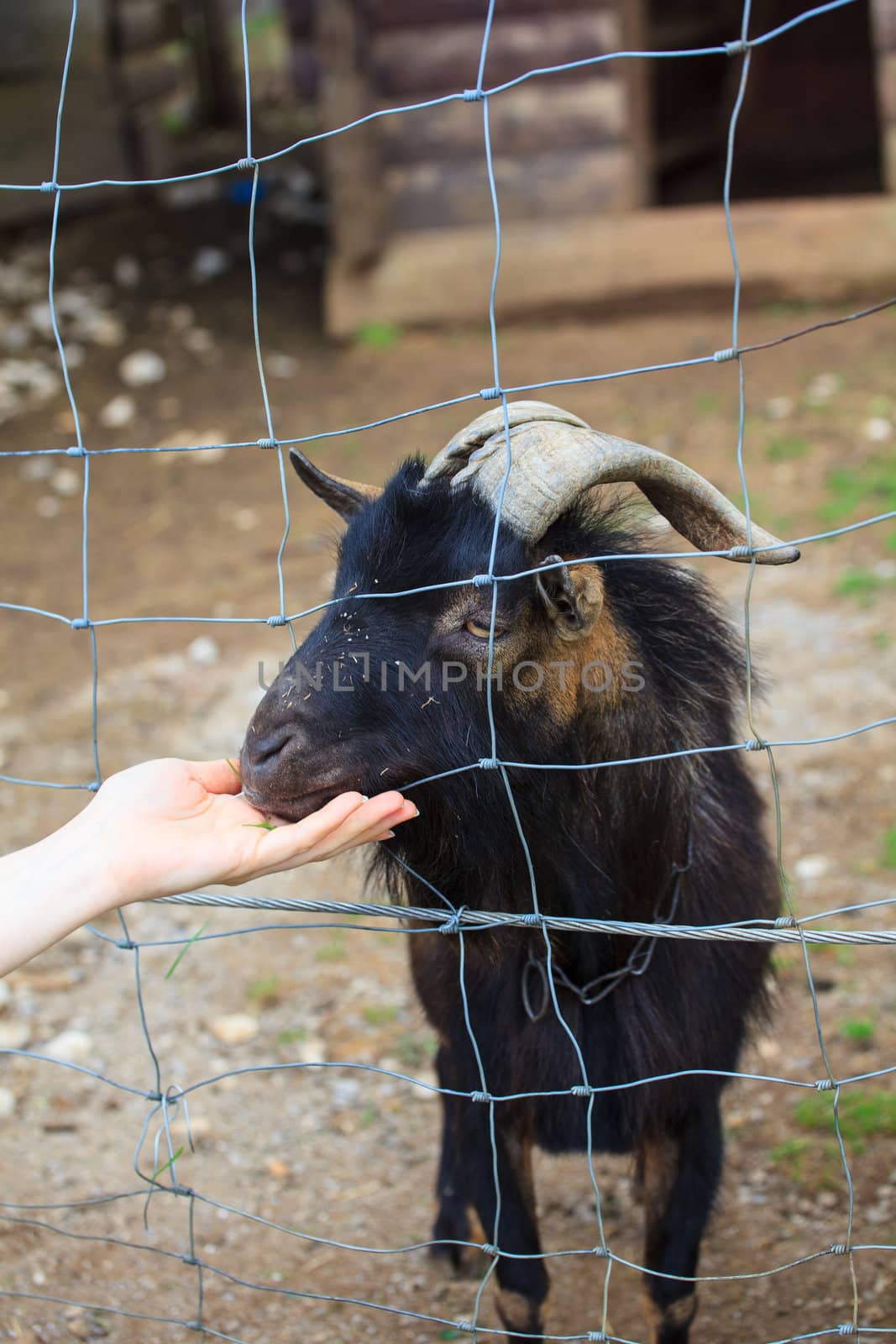 Hand touch the beard of the goat