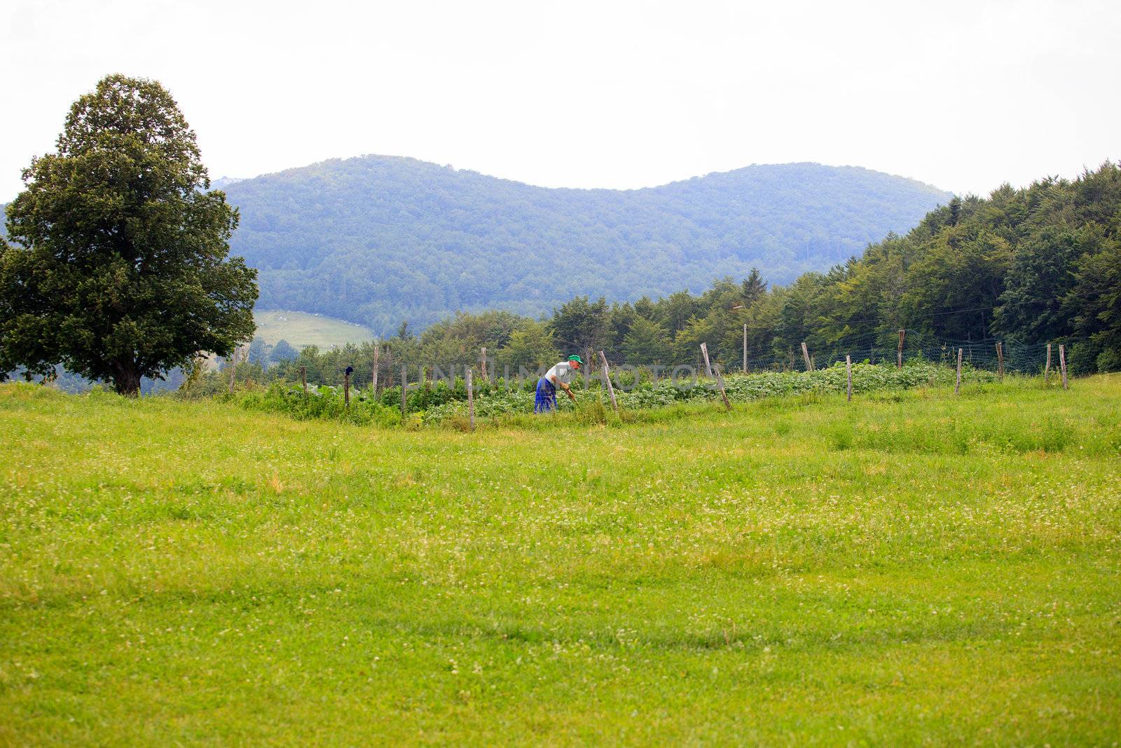 Cultivating the land, Nanos mountain - Slovenia