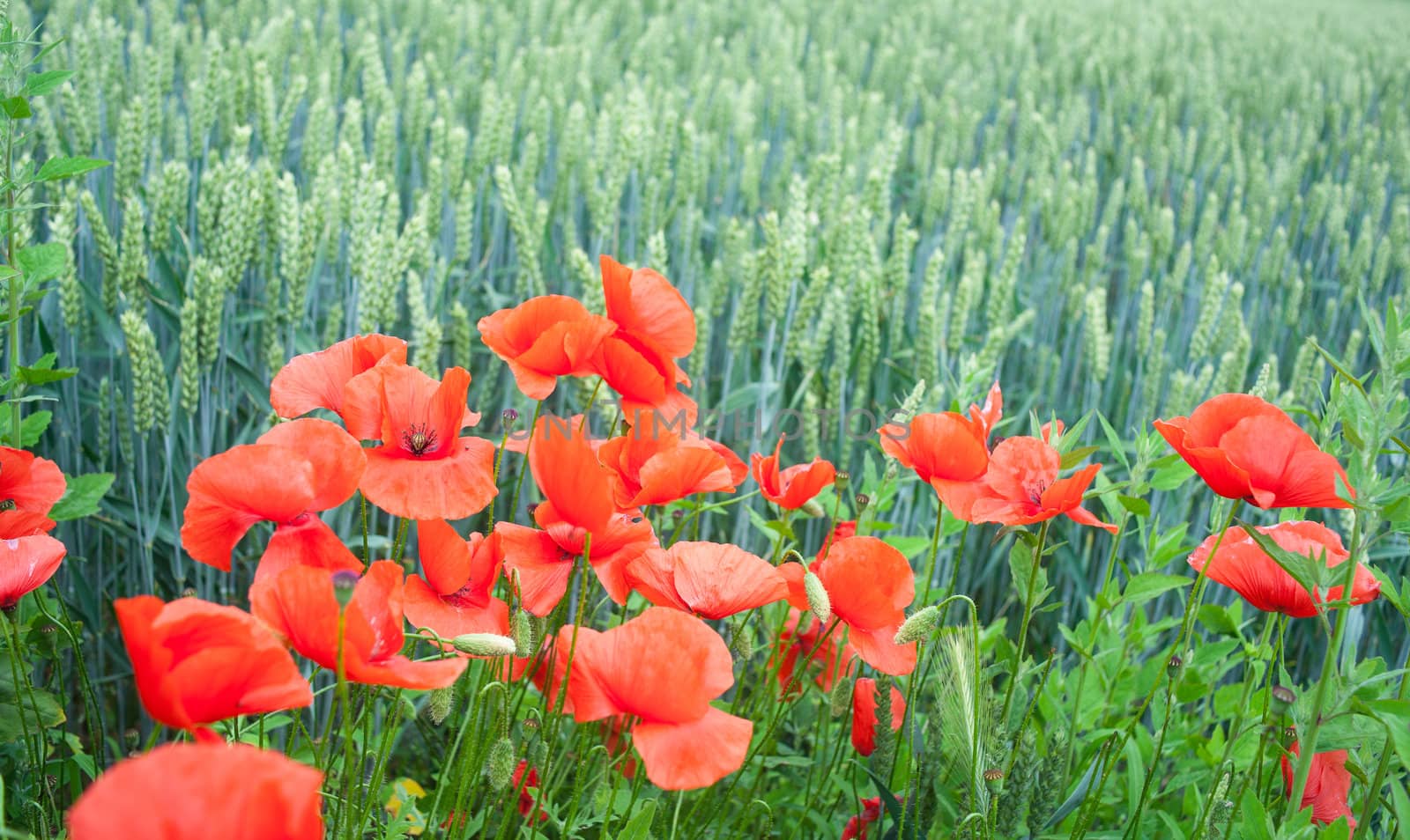 A lot of Poppies in the wheat field