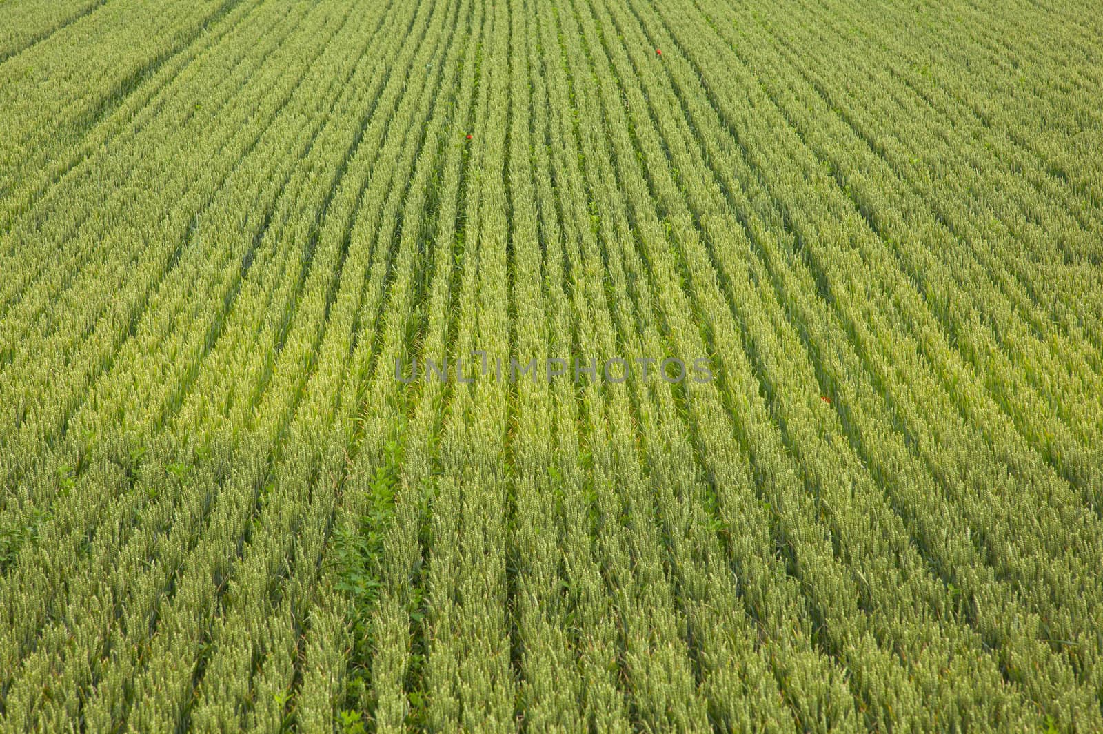 View of Wheat field, Isola della cona