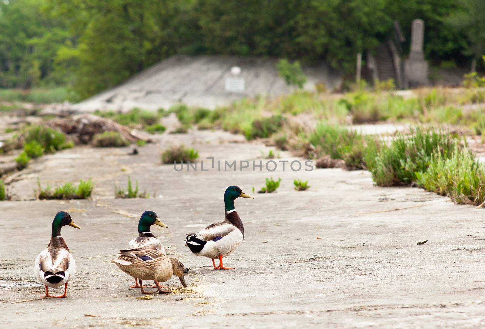 Ducks in the Isola della cona, Nature reserve in Friuli Venezia giulia