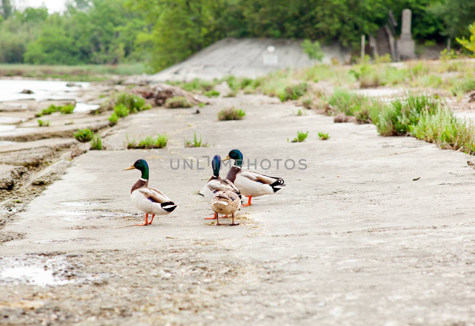Ducks in the Isola della cona, Nature reserve in Friuli Venezia giulia