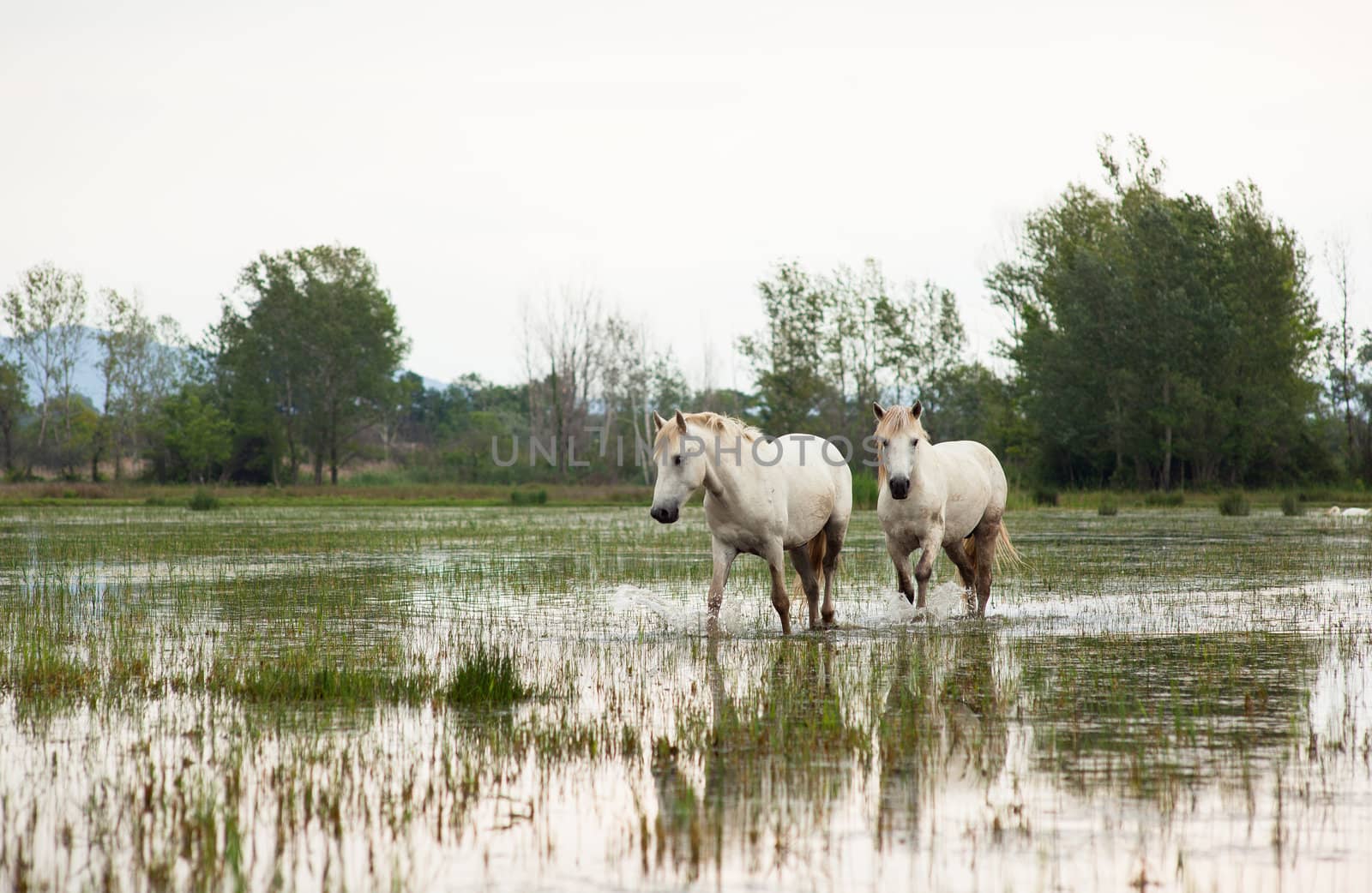 Camargue horses in a swamp - Isola della cona