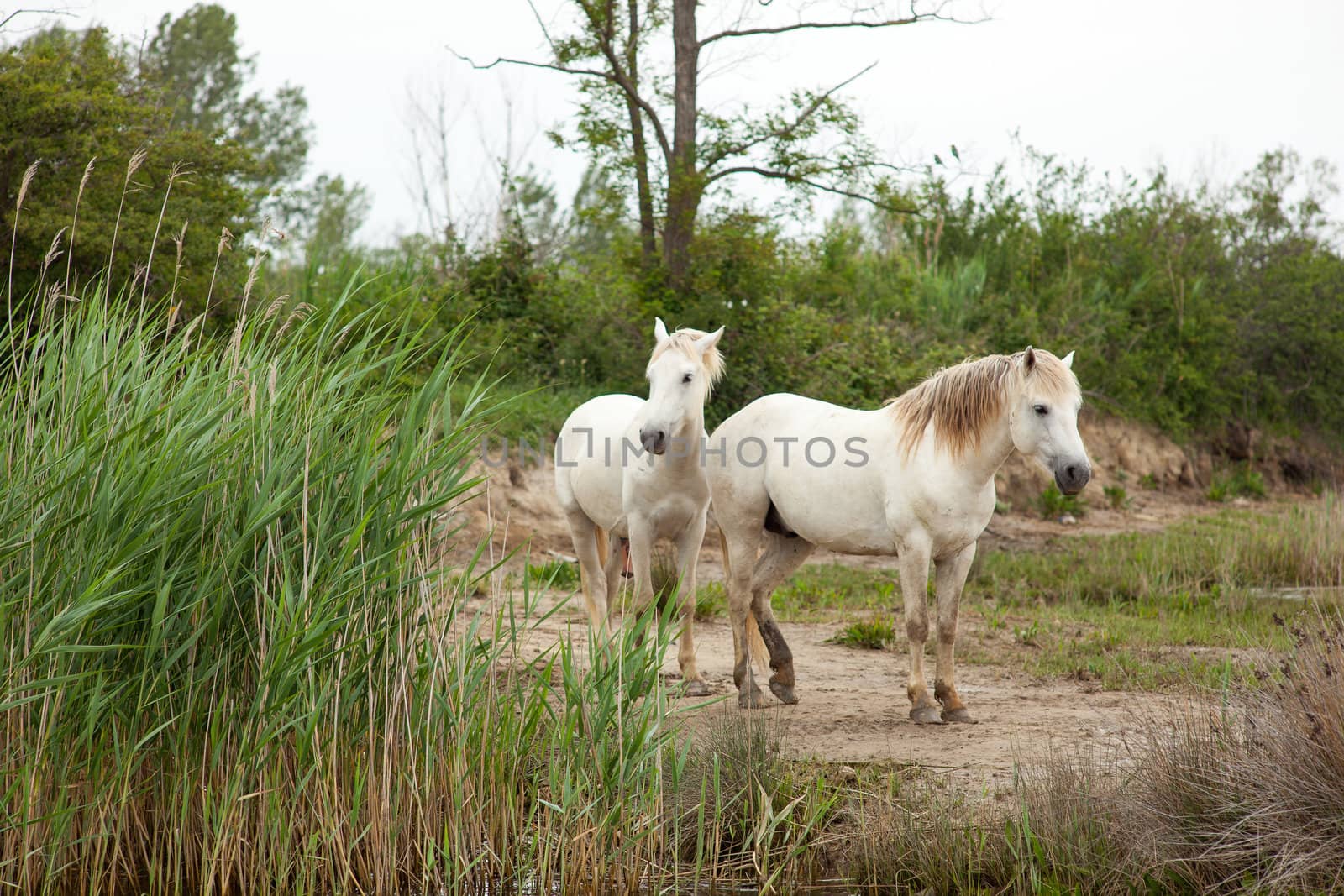 Camargue horses in a swamp - Isola della cona