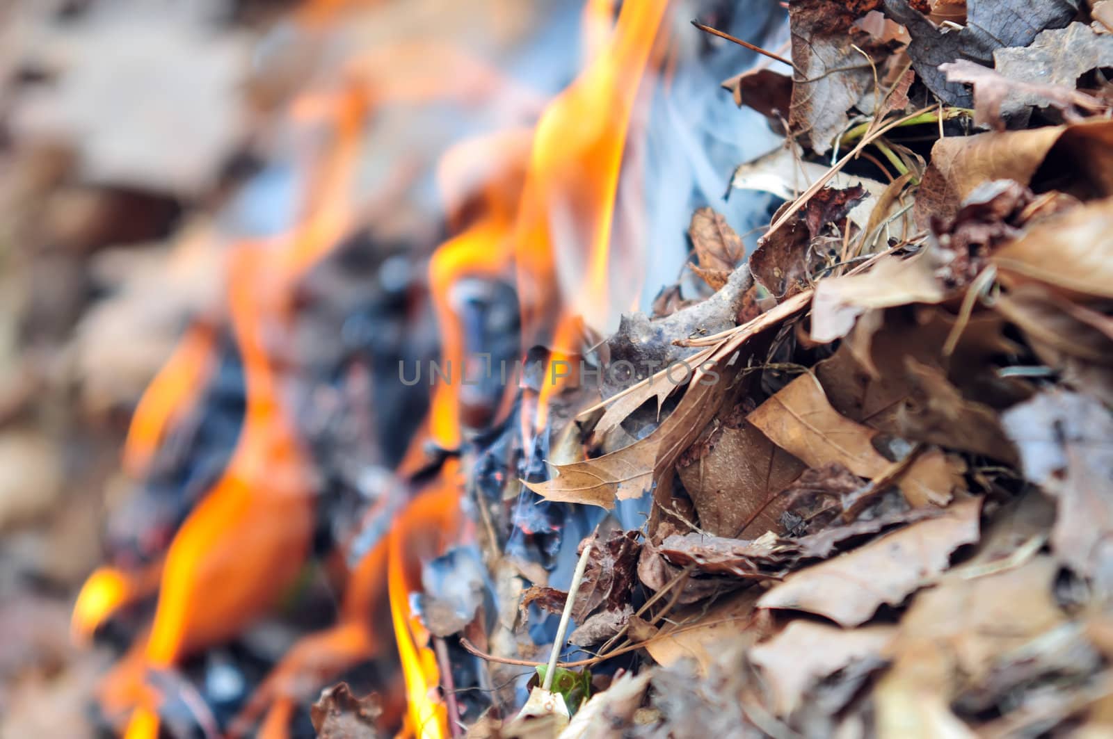leaves burning hazard by digidreamgrafix