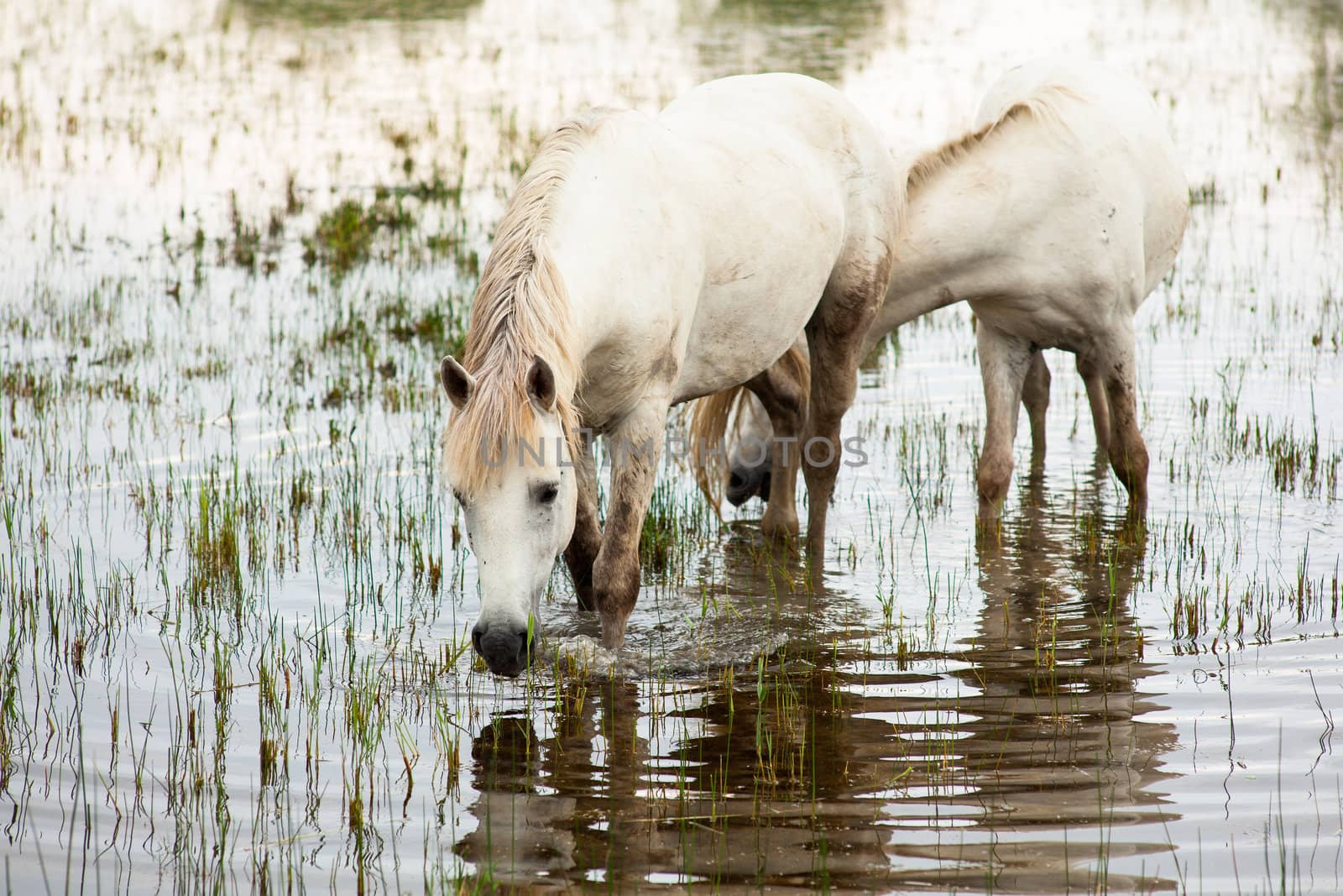 Camargue horses in a swamp - Isola della cona